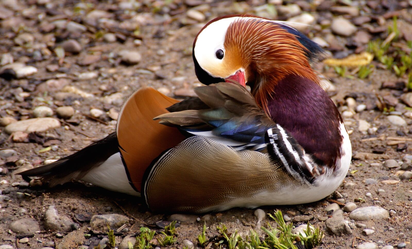Sony Alpha DSLR-A350 sample photo. Mandarinente, duck, bird photography