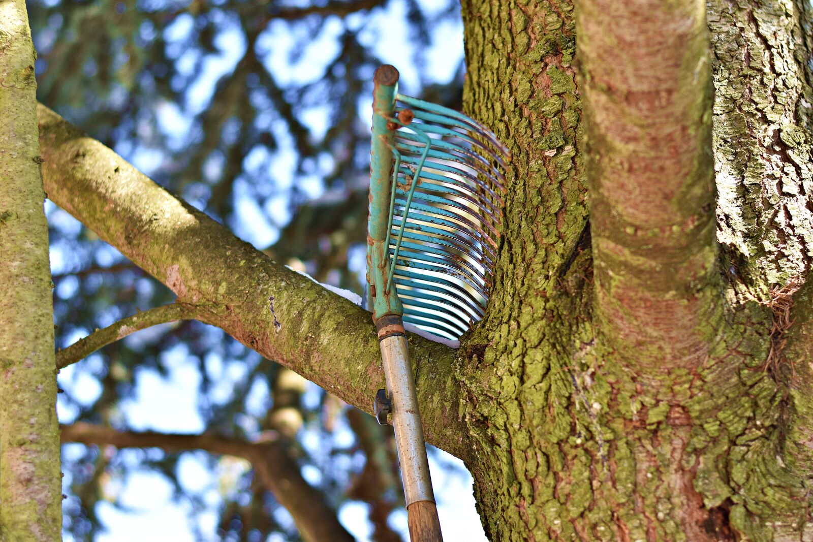 Nikon D3400 sample photo. Tree, nature, wood photography