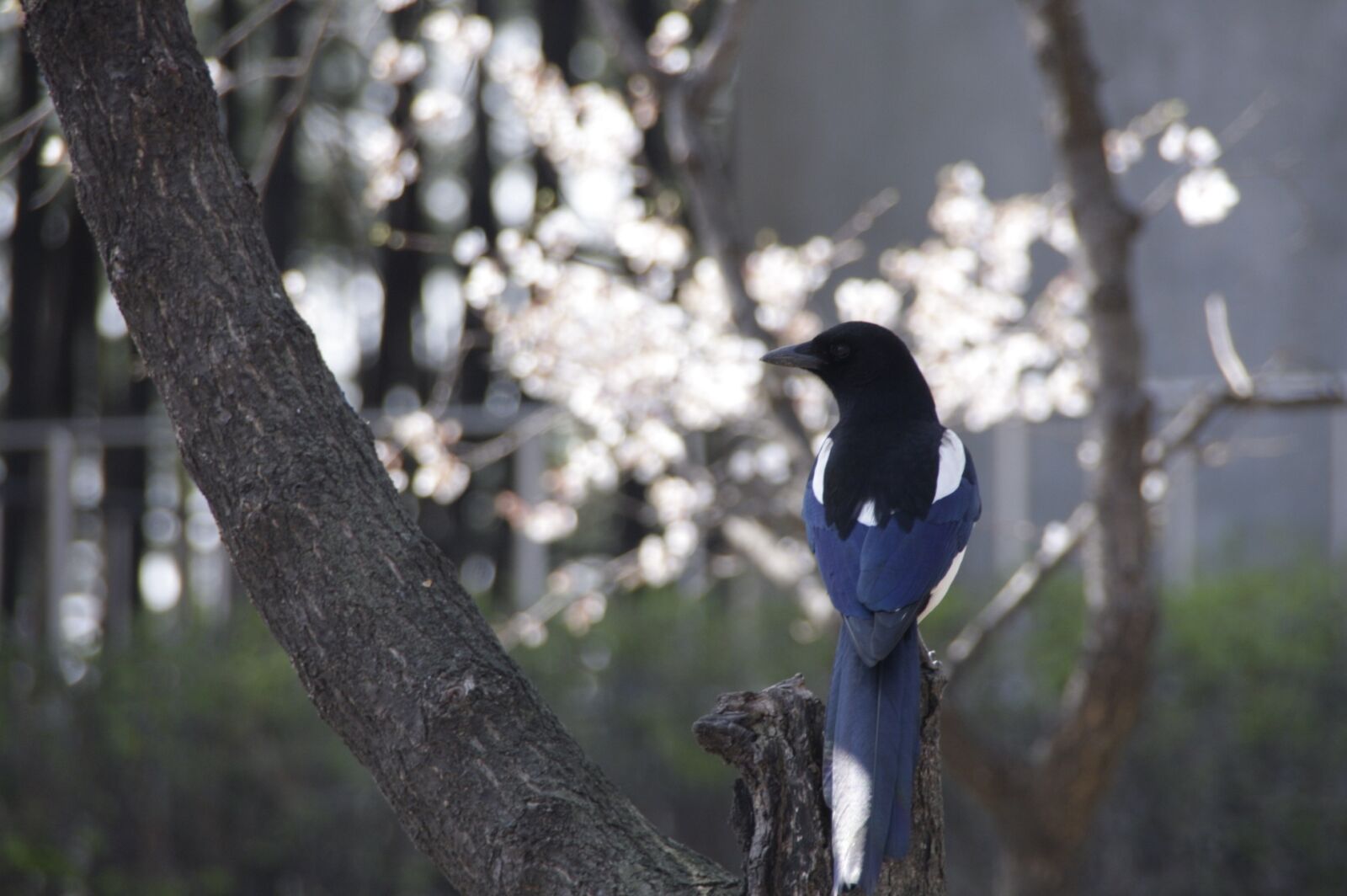 Canon EOS 40D sample photo. Magpie, nature, spring photography