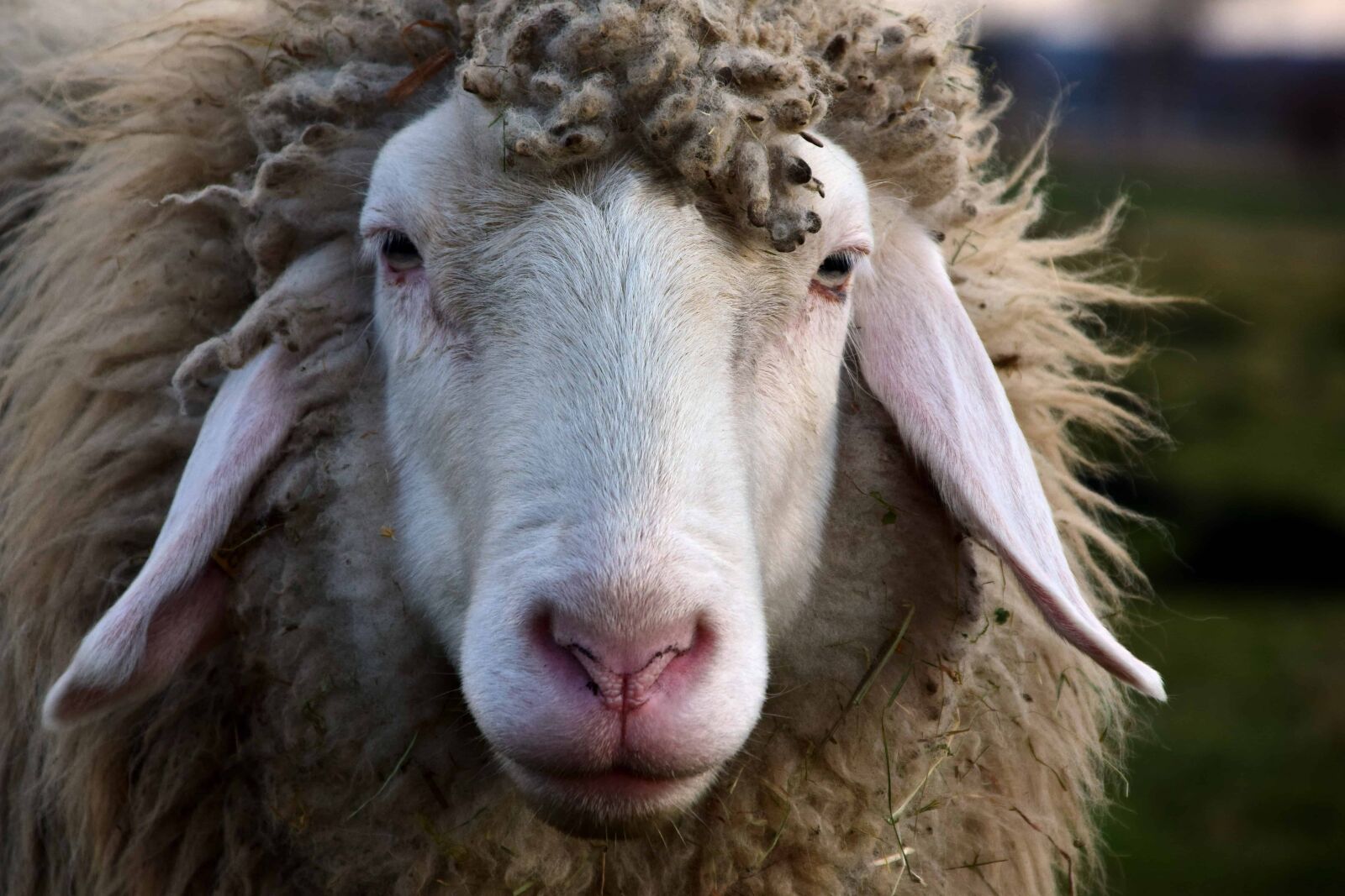 Nikon D3300 sample photo. Sheep, livestock, nature, animal photography