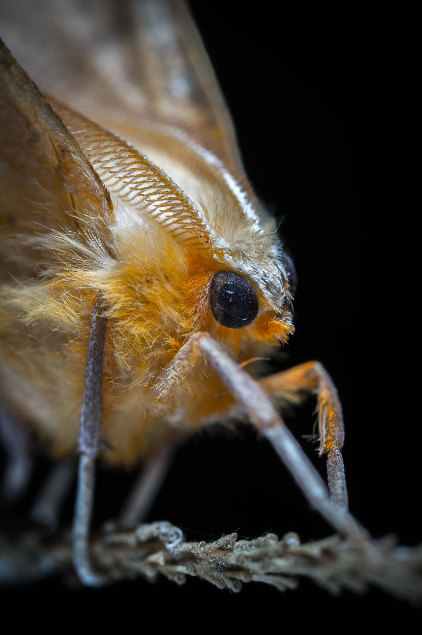 #124 65/2.8 sample photo. Moth, lepidoptera, insect photography