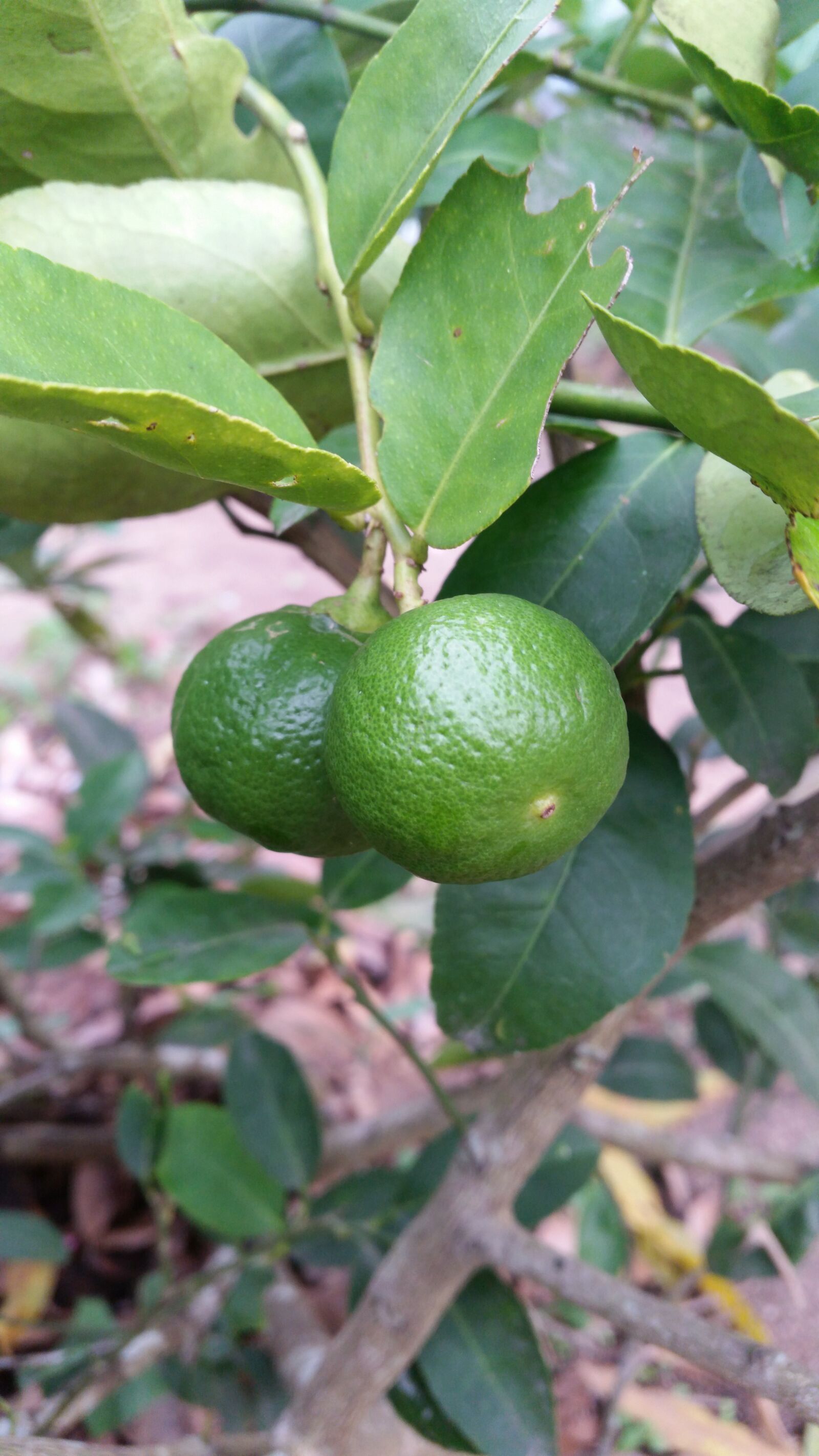 Samsung Galaxy S5 sample photo. Lemon, vegetable, kitchen garden photography