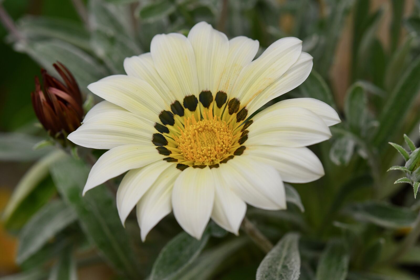 Nikon D5600 sample photo. Flower, white flower, white photography