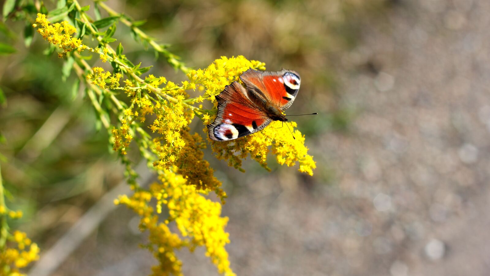 Canon EOS 60D + Canon EF 50mm F1.8 II sample photo. Butterfly photography