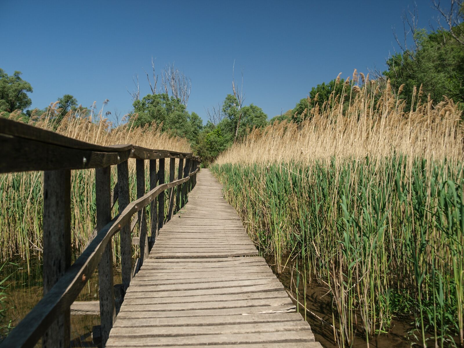 Olympus E-3 sample photo. Reed, plot, path photography