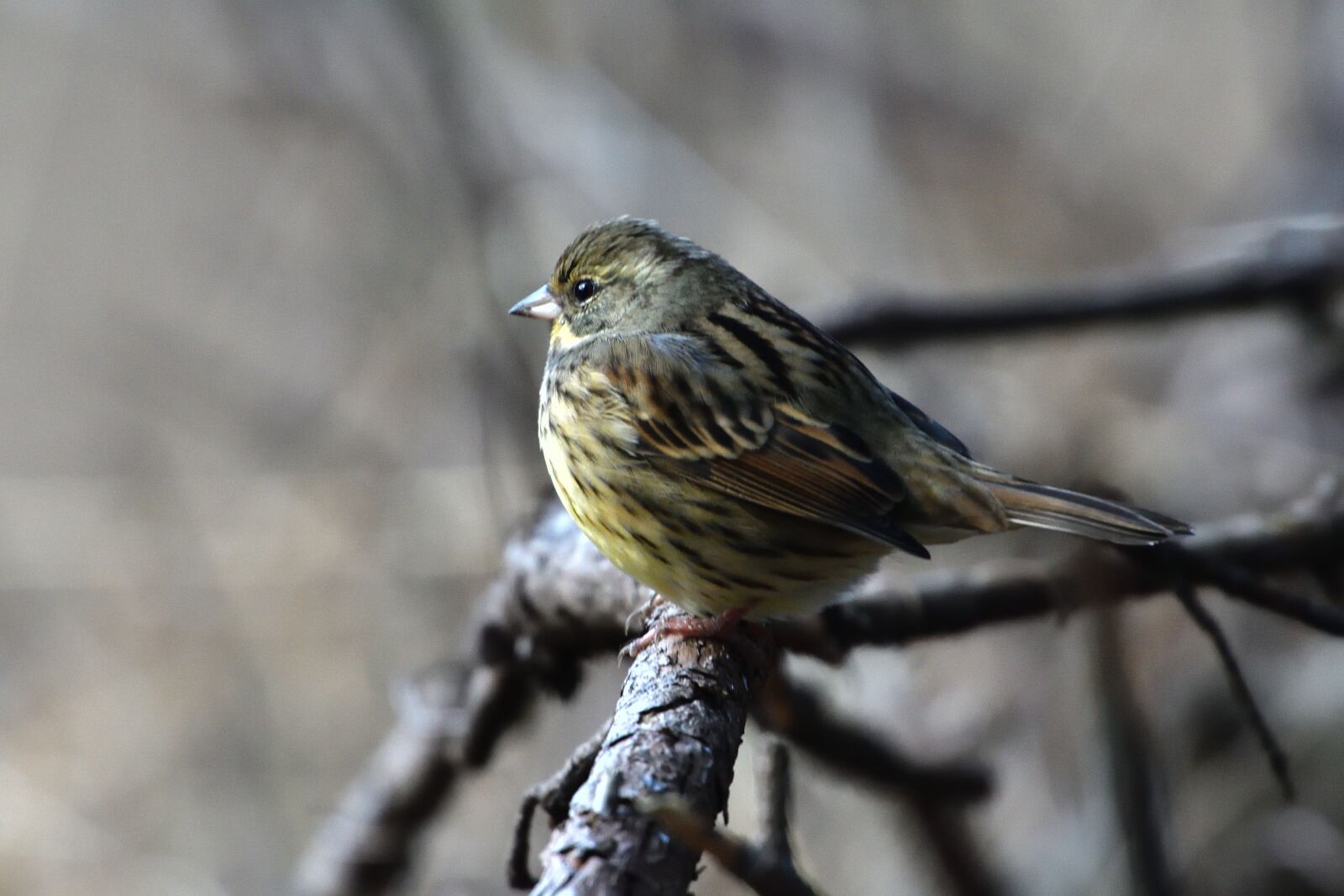 Nikon D500 sample photo. Natural, wild animals, bird photography