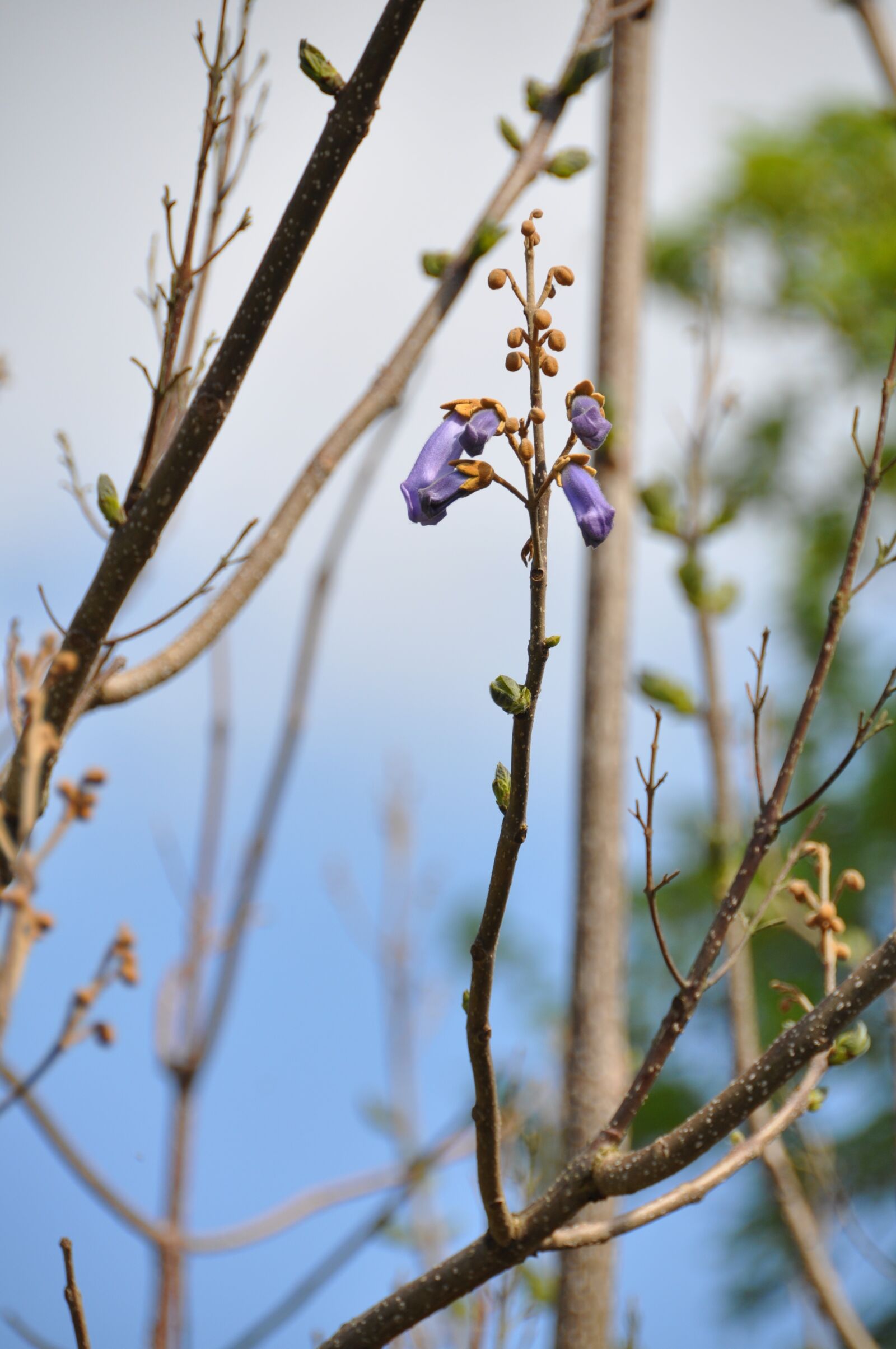 Nikon D90 sample photo. Blue blossom, trumpet blossom photography