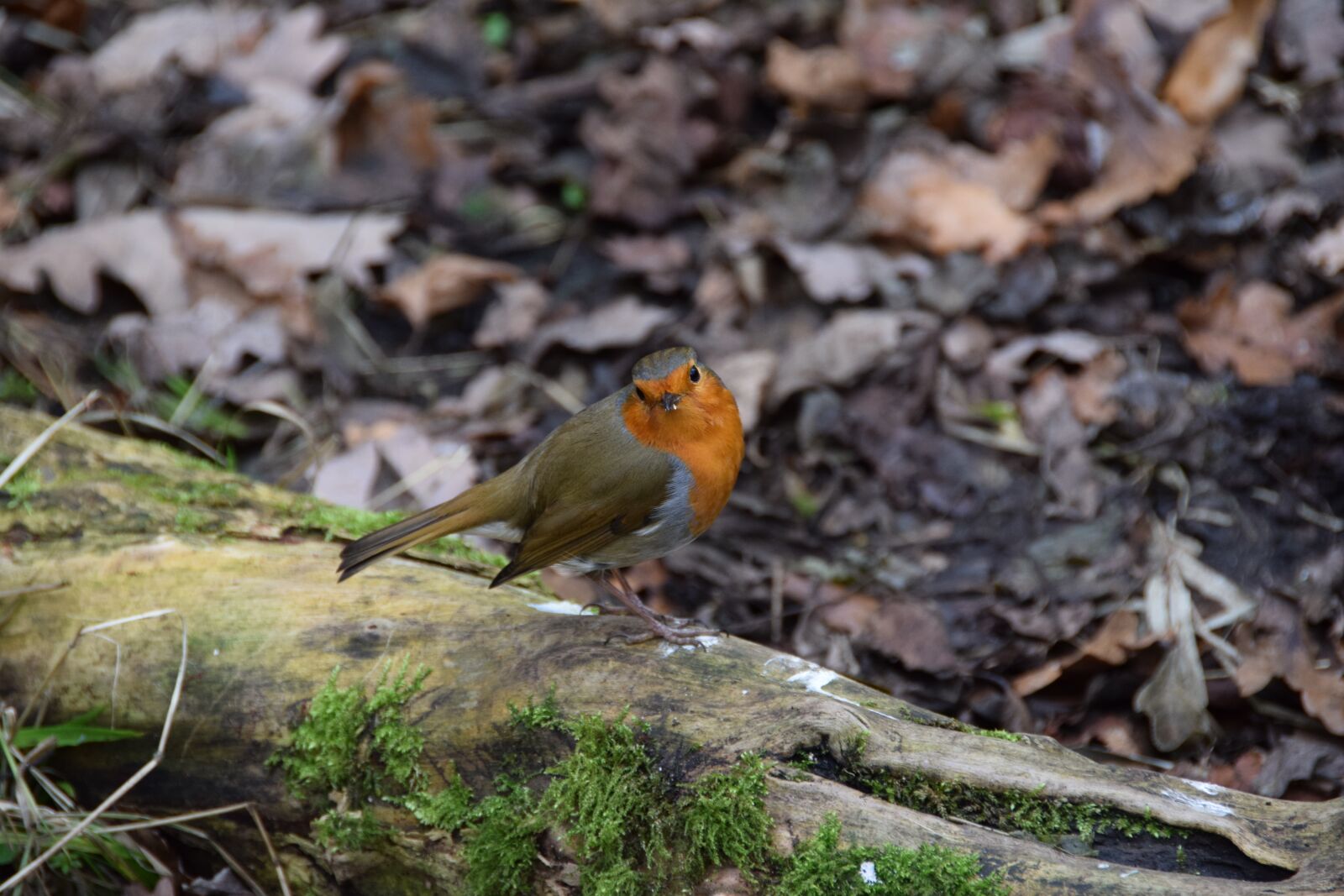 Nikon D5300 sample photo. Christmas, christmas card, robin photography