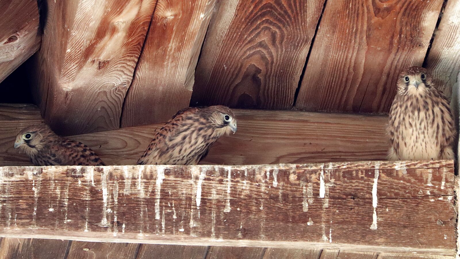 Canon EF 70-300 F4-5.6 IS II USM sample photo. Falcon, bird of prey photography