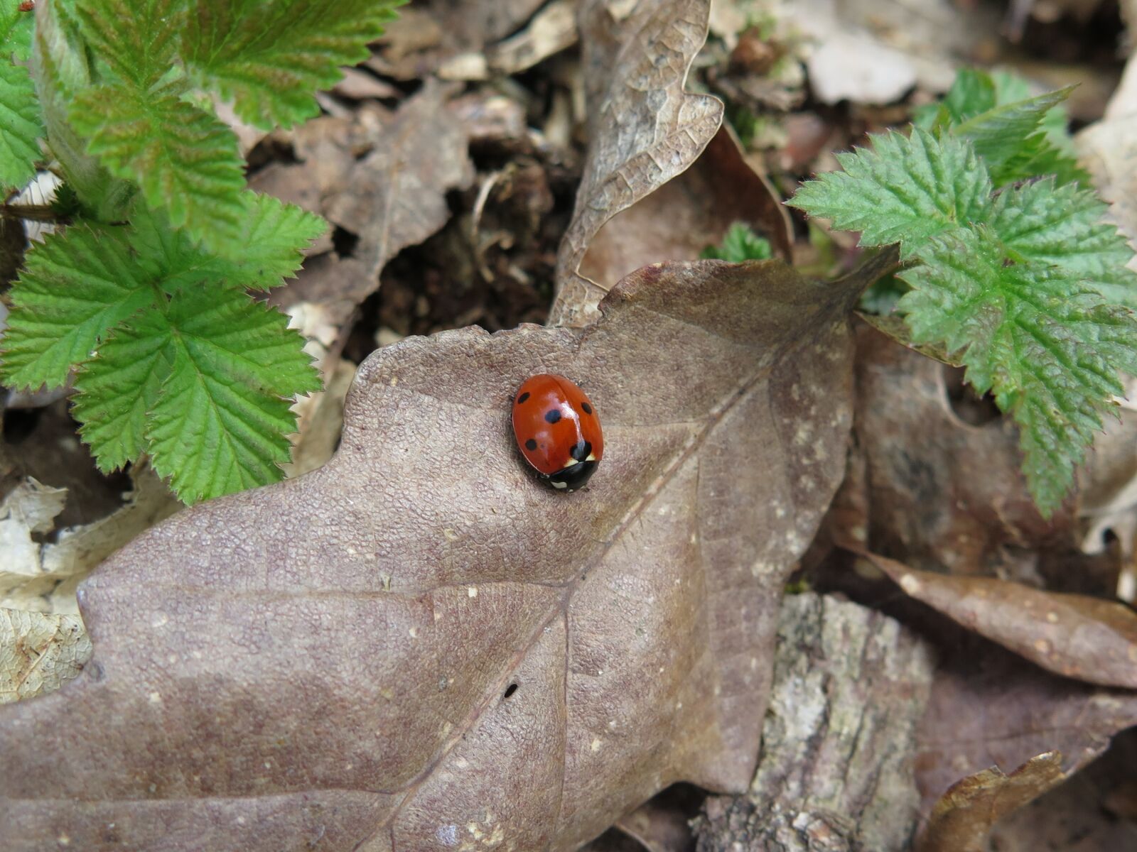Canon PowerShot G16 sample photo. Ladybug, insect, beetle photography