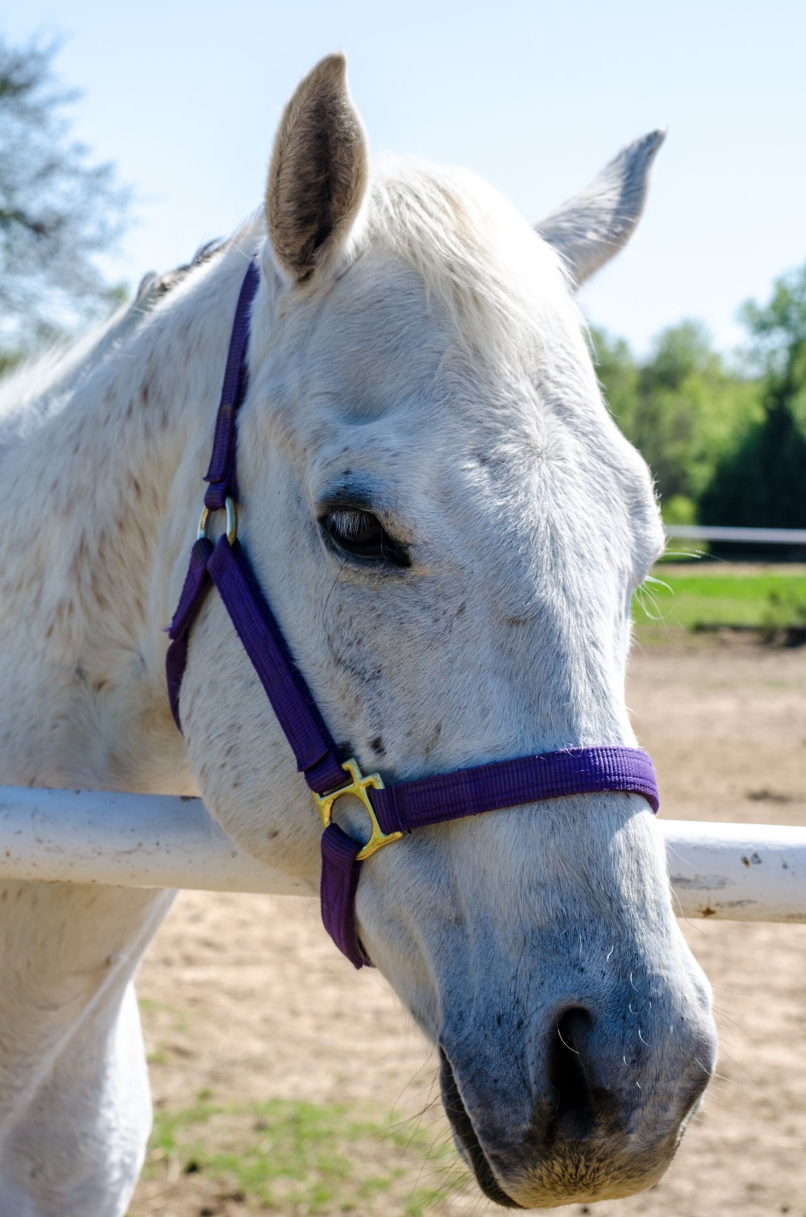 Nikon D5100 sample photo. Horse, animal, nature photography