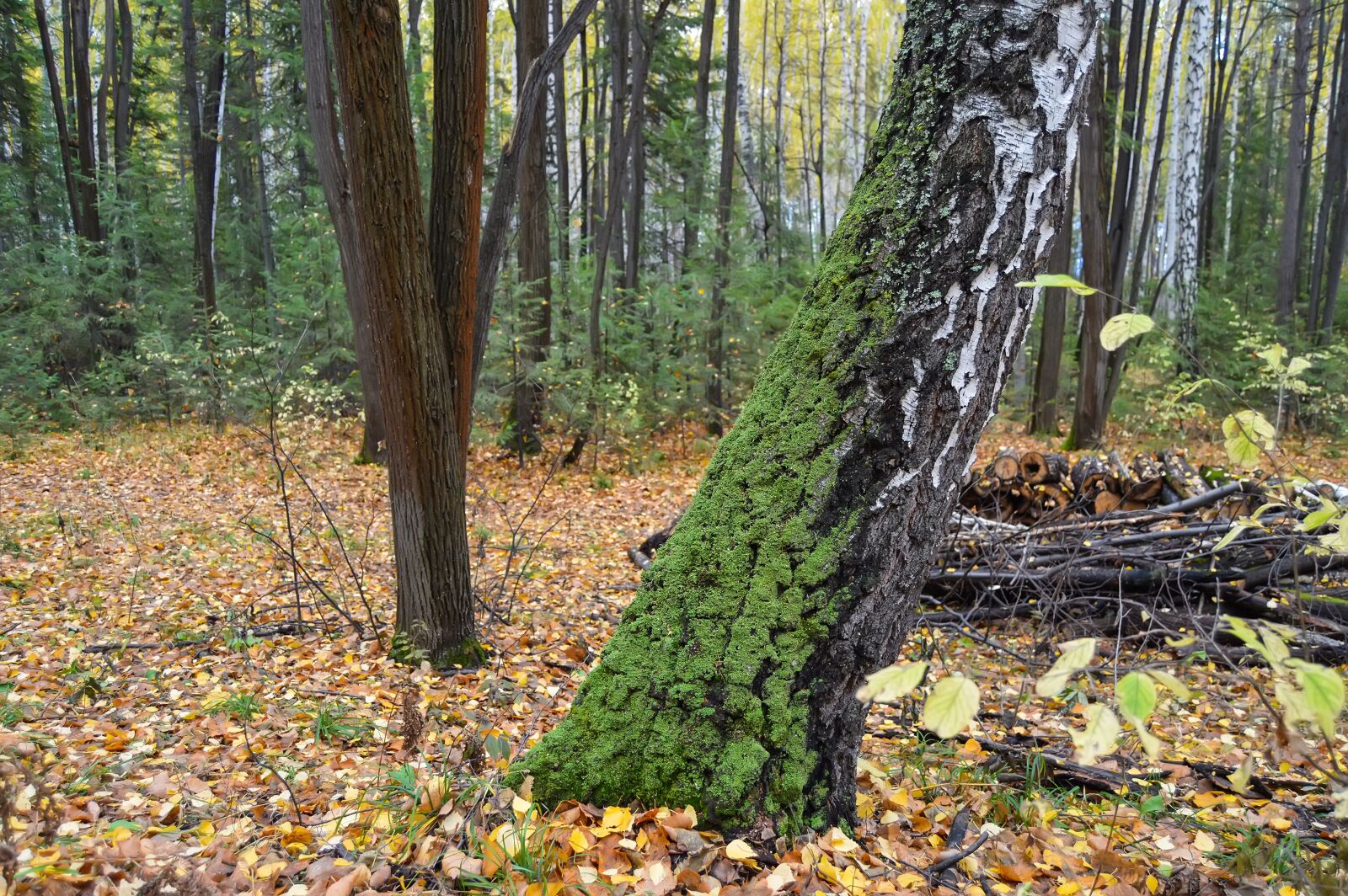 Nikon D3200 sample photo. Autumn, forest, yellow forest photography