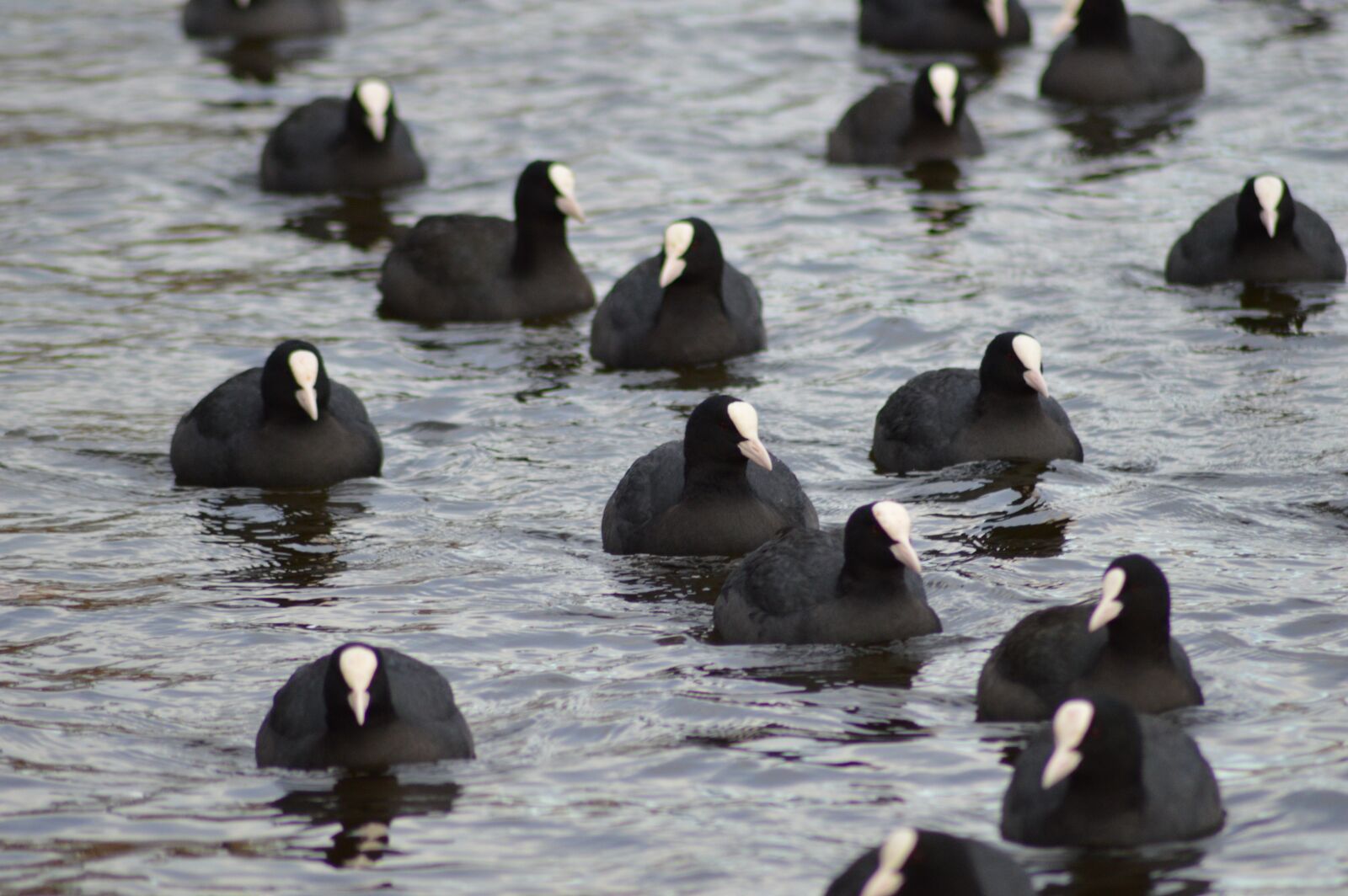 Nikon D3200 sample photo. Birds, lake, swim photography