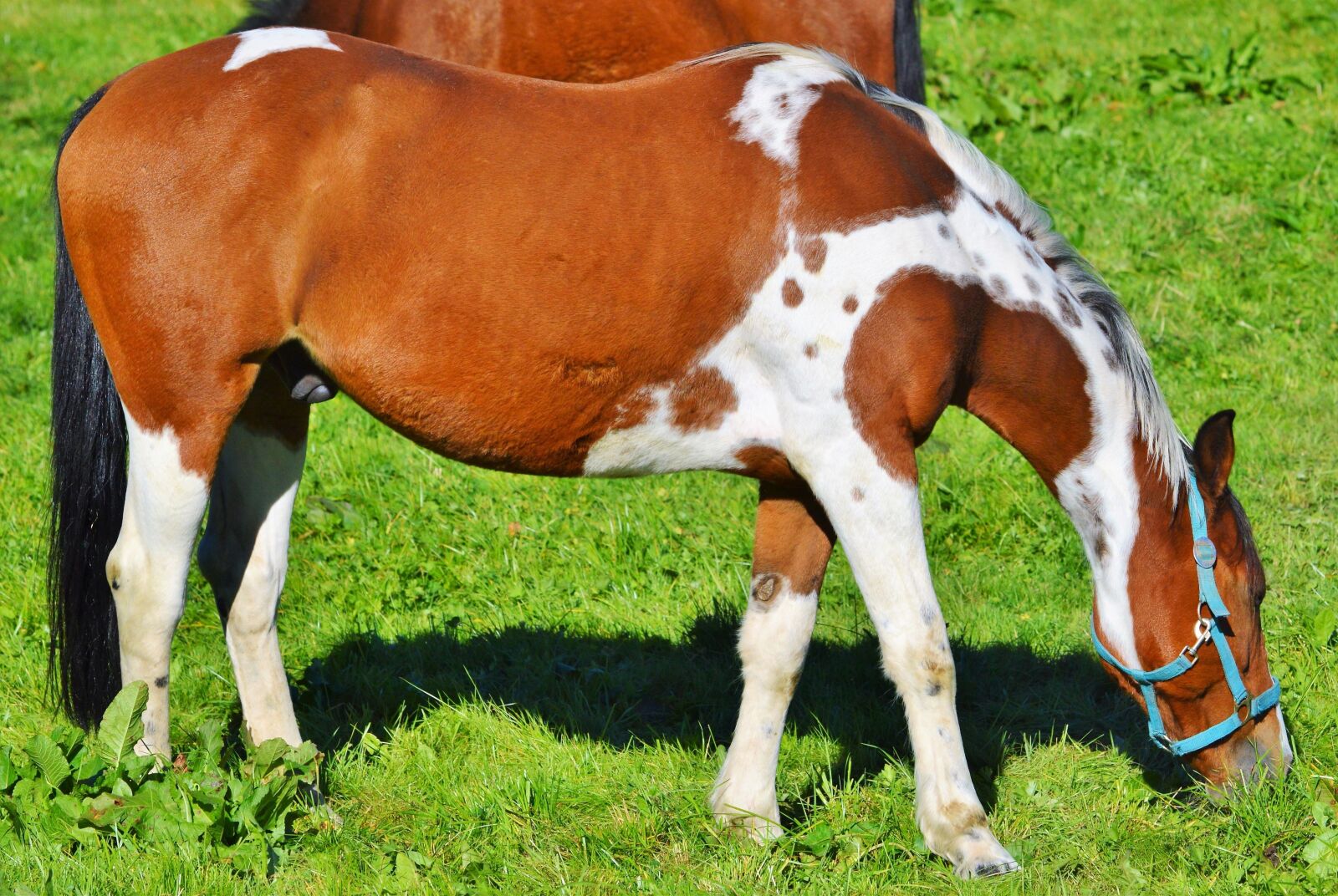 Nikon D3200 sample photo. Horse, ride, reiter photography