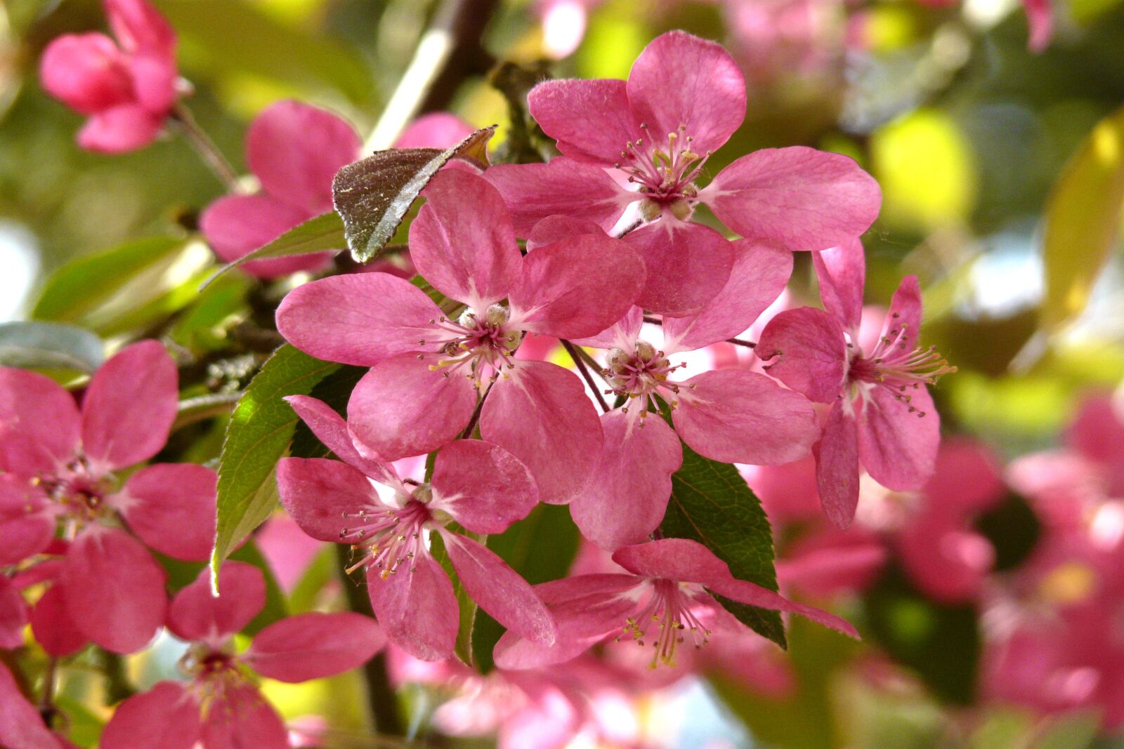 Panasonic DMC-FZ18 sample photo. Wild cherry, pink, spring photography