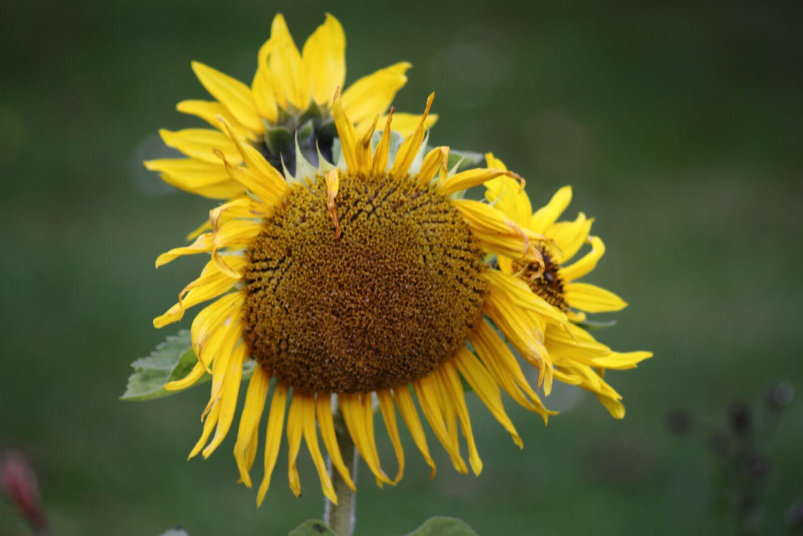 Canon EOS 7D sample photo. Sunflower, yellow, blossom photography