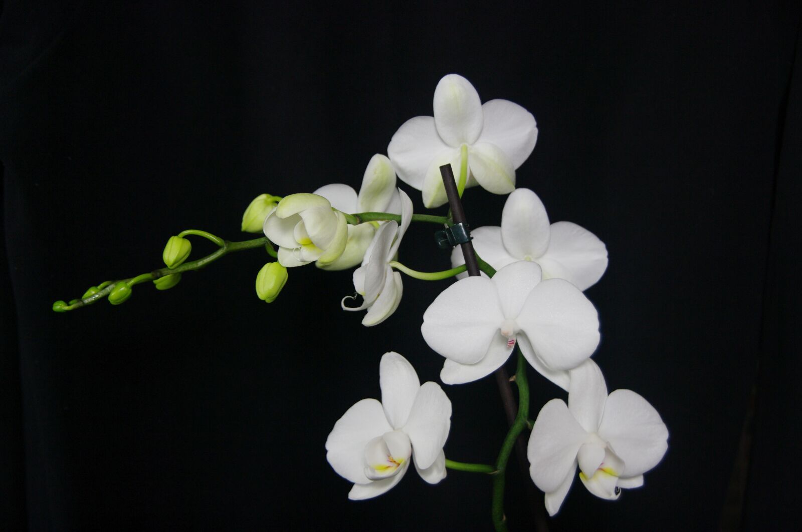 Pentax K20D sample photo. Orchid, flowers, petals photography