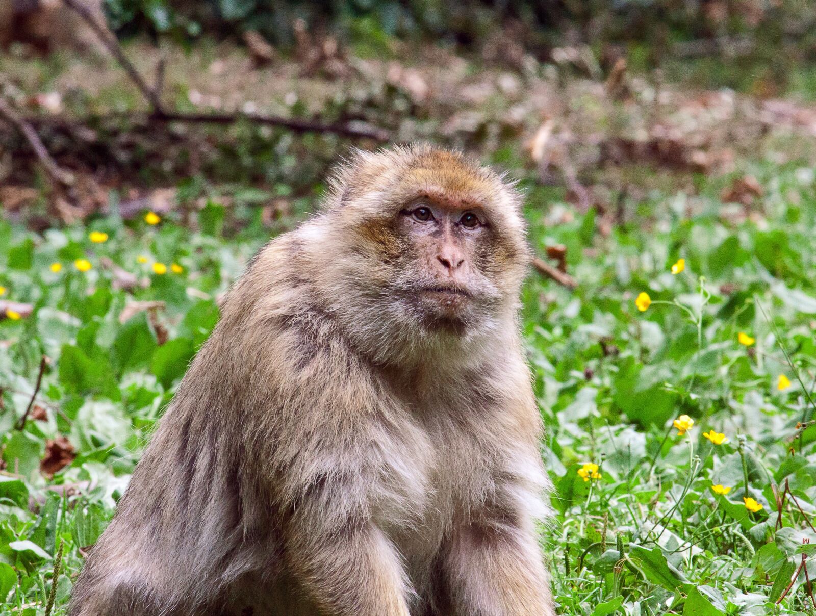 Canon EOS 50D + Canon EF-S 55-250mm F4-5.6 IS STM sample photo. Monkey, primate, mammal photography