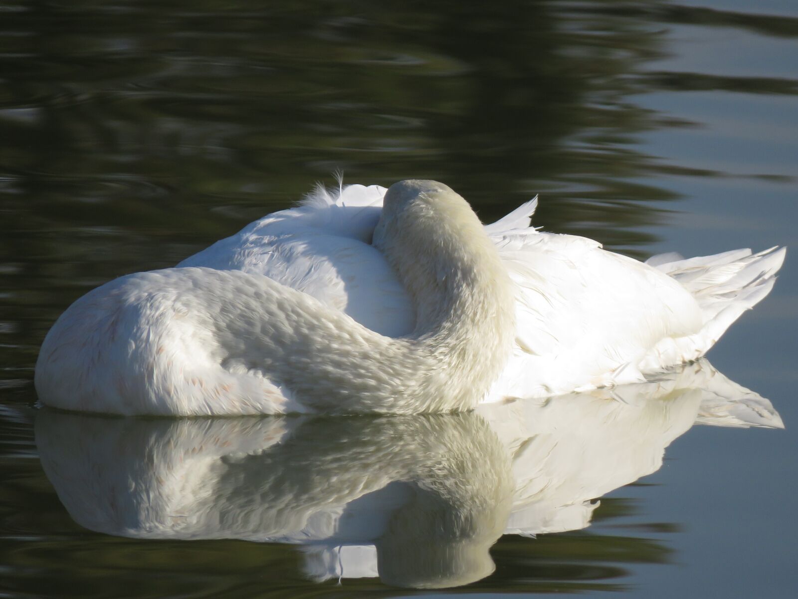 Canon PowerShot SX60 HS sample photo. Swan, white, water photography