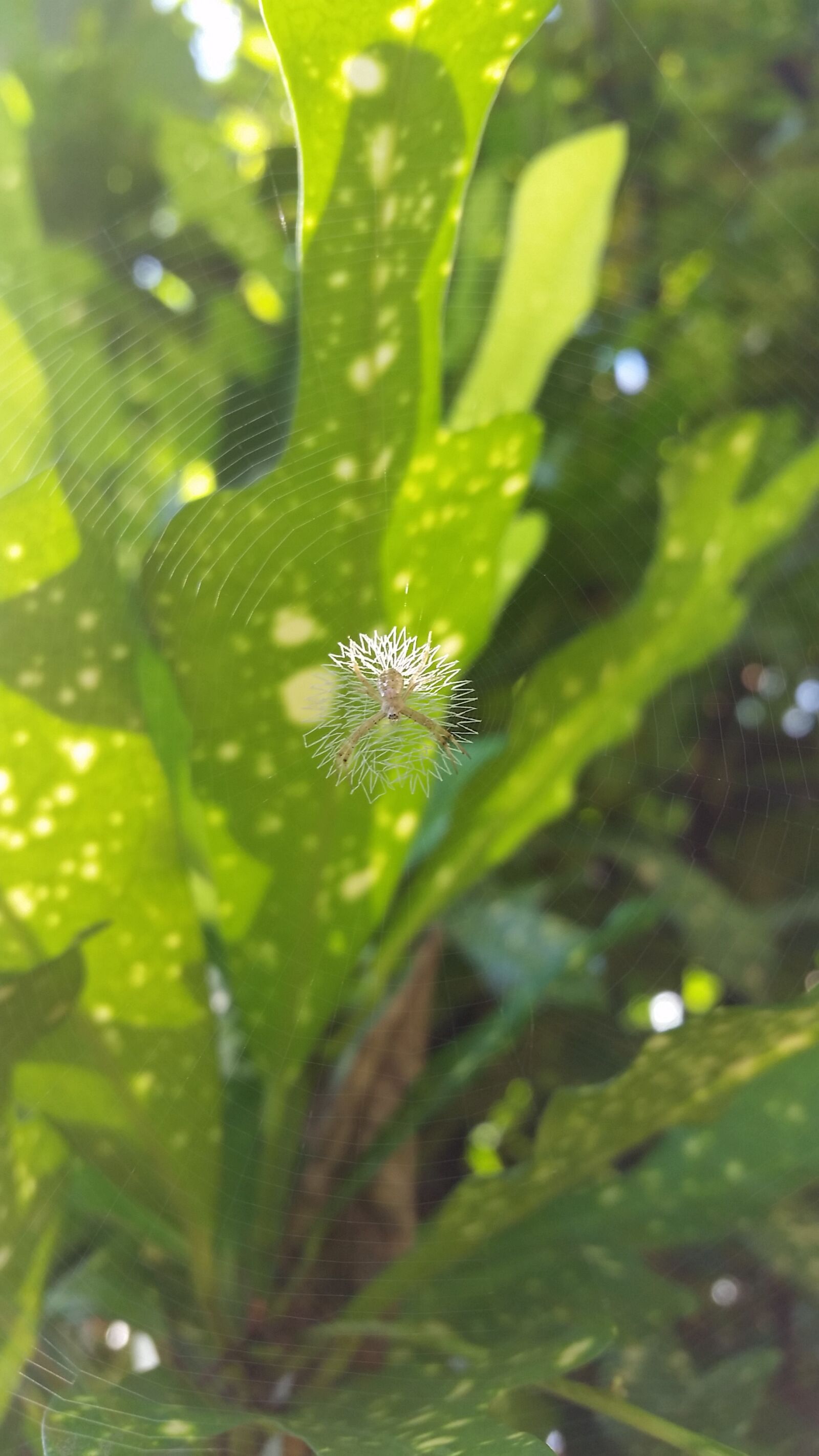 Samsung Galaxy S5 sample photo. Kerala, india, idukki photography