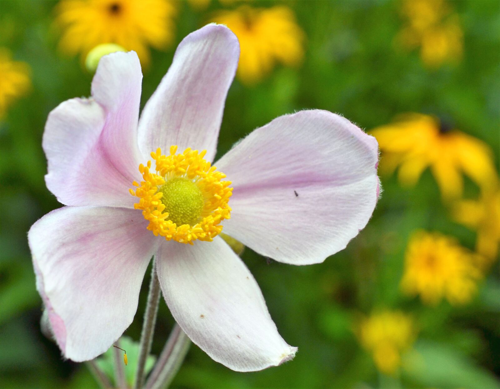 Nikon D3100 sample photo. Anemone, fall anemone, anemone photography
