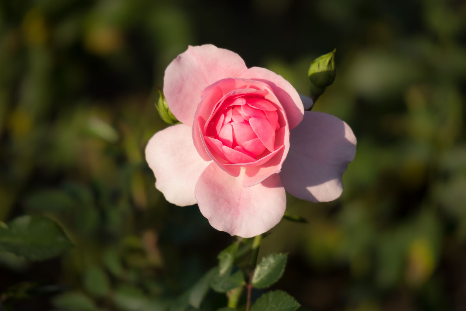 Canon PowerShot G3 X sample photo. Rose, bud, romantic photography