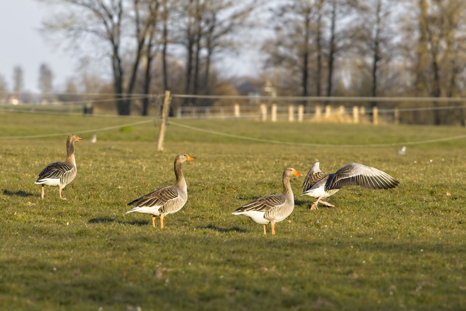 Tamron SP 70-200mm F2.8 Di VC USD G2 sample photo. Goose, geese, pasture photography
