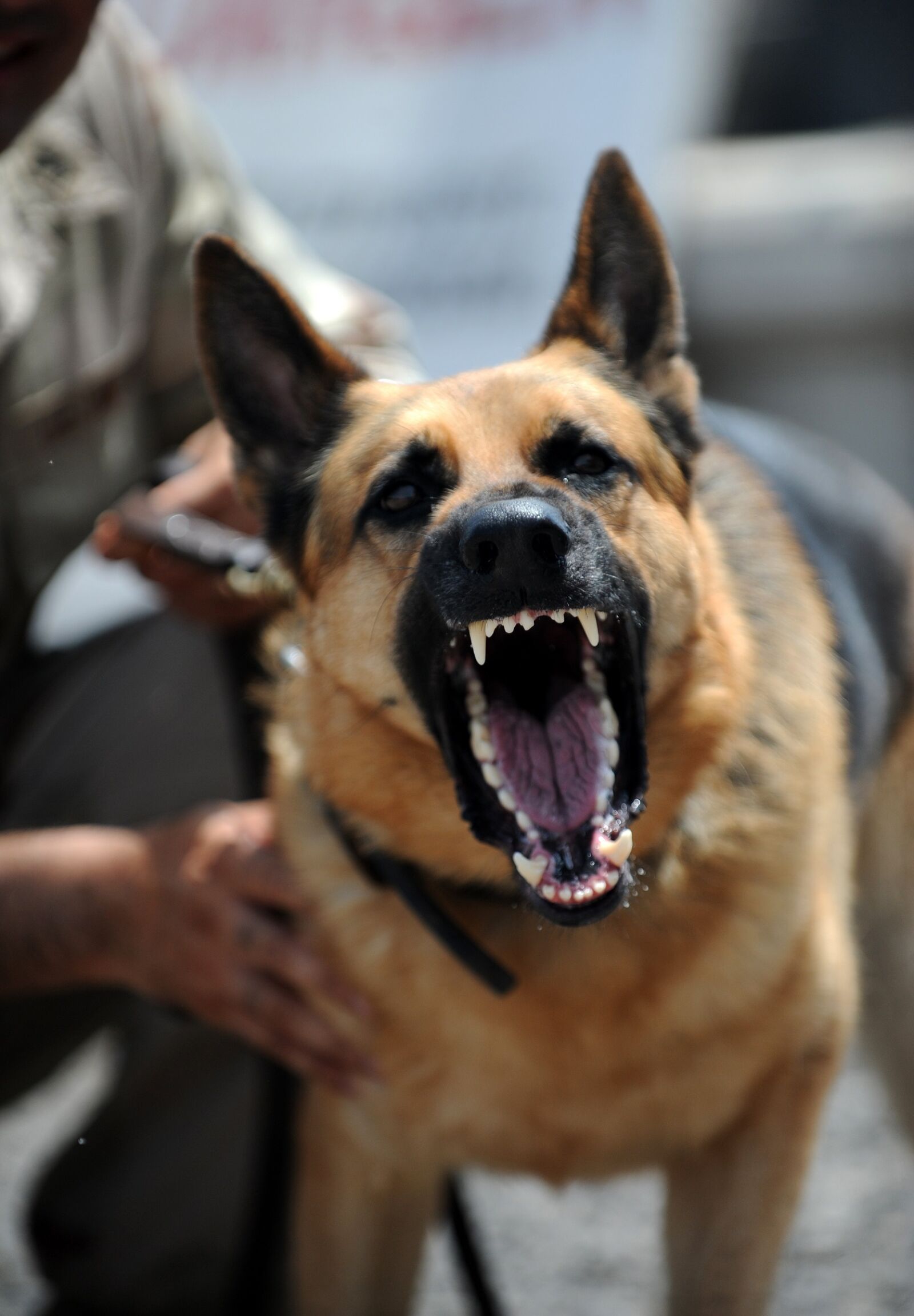 Nikon D3 sample photo. Working dog, military, growling photography