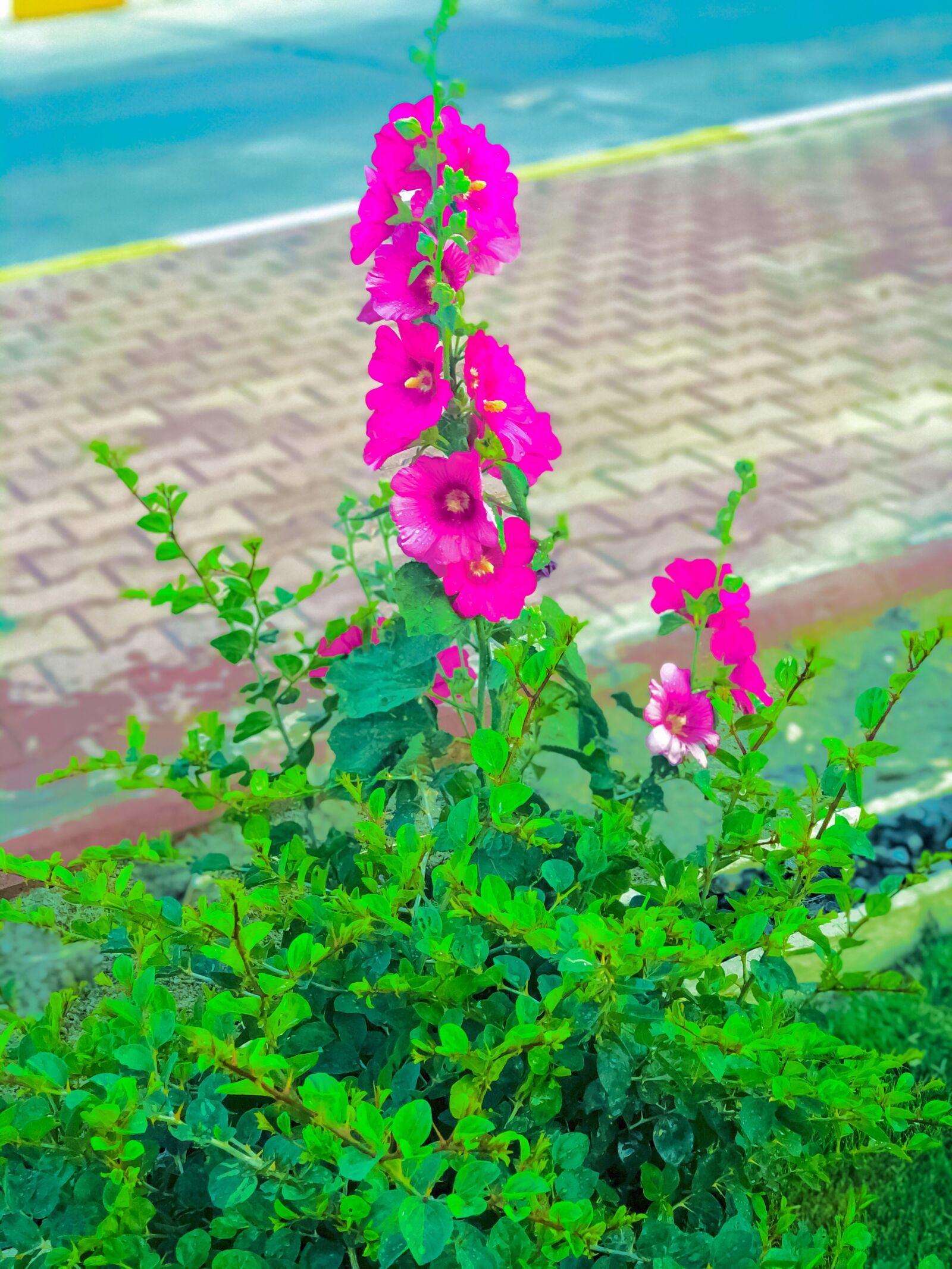 iPhone X back dual camera 6mm f/2.4 sample photo. Pink, flower, bloom photography