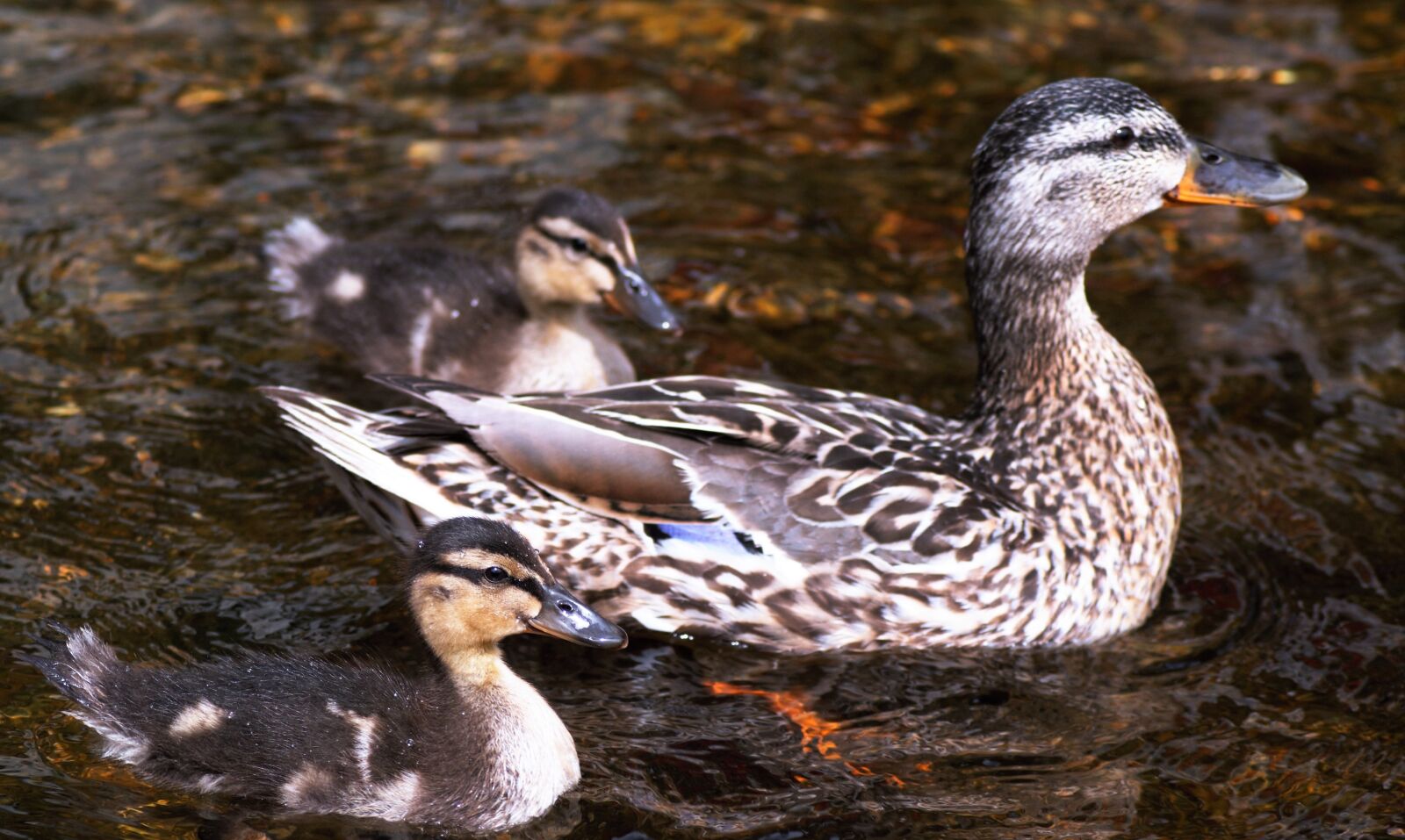 Sony Alpha DSLR-A200 sample photo. Mummy duck, ducklings, water photography