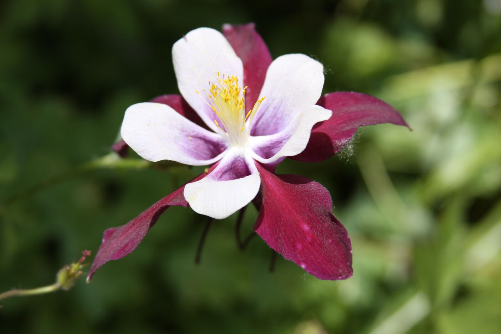 Canon EOS 50D sample photo. Nature, flower, flora photography