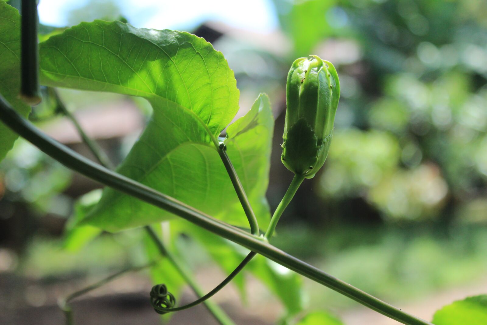 Canon EOS 600D (Rebel EOS T3i / EOS Kiss X5) sample photo. Fruit, flower, green photography