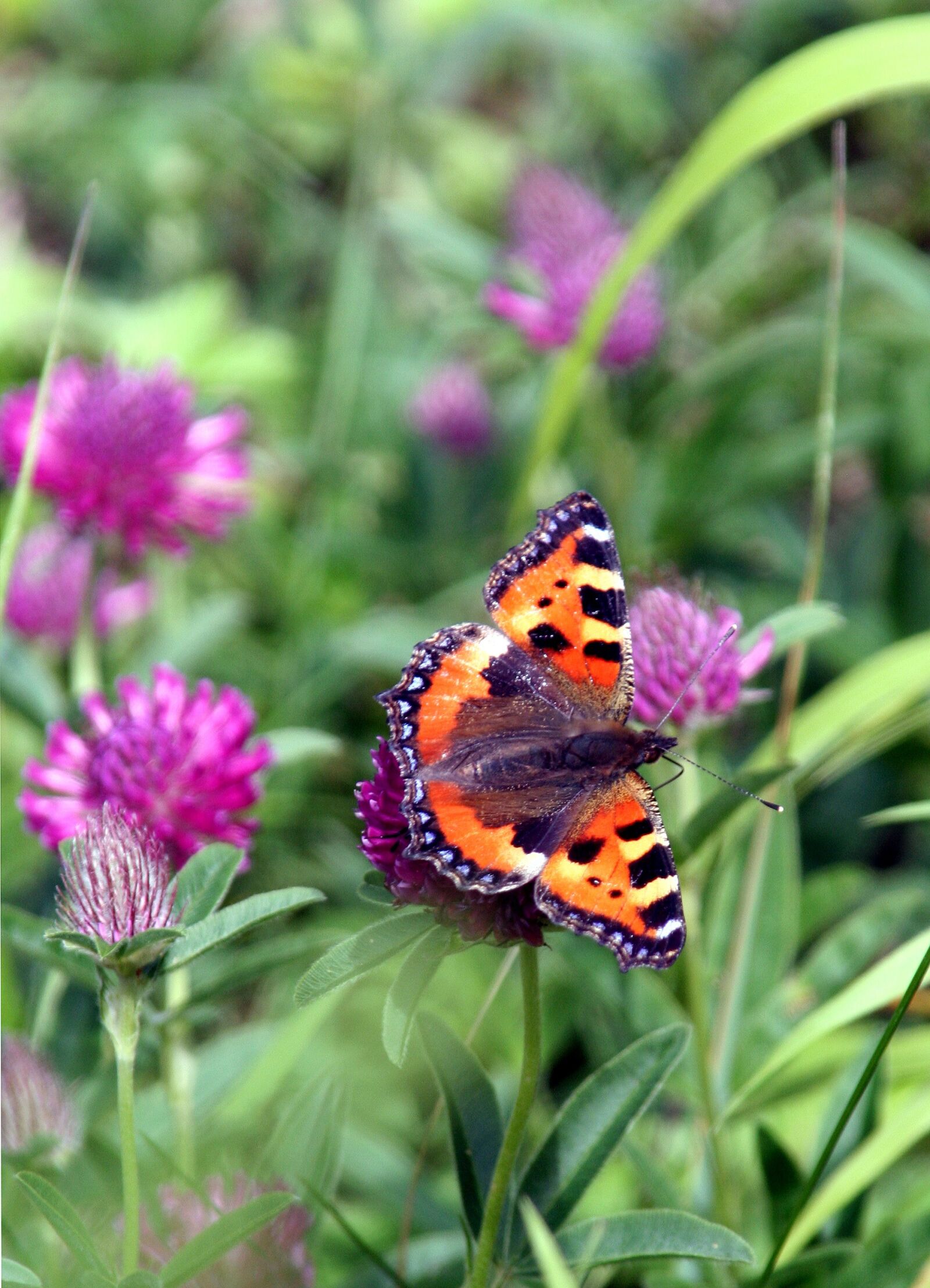 Canon EOS 350D (EOS Digital Rebel XT / EOS Kiss Digital N) sample photo. Flower, butterfly, nature photography