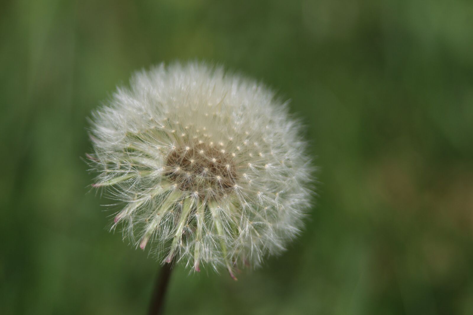 Canon EOS 650D (EOS Rebel T4i / EOS Kiss X6i) sample photo. Dandelion, macro, spring photography
