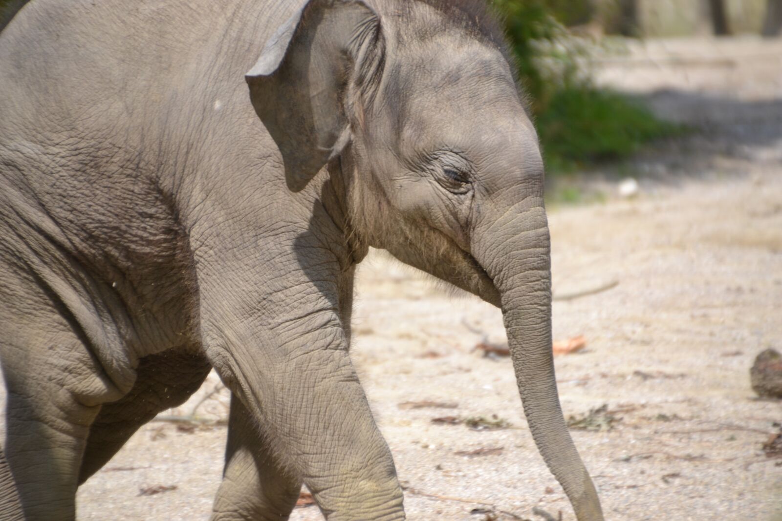 Nikon D3100 sample photo. Elephant, zoo, animal photography