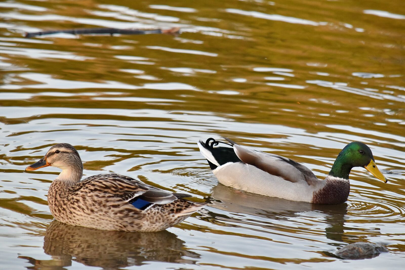 Nikon D5500 sample photo. Aquatic bird, bird family photography