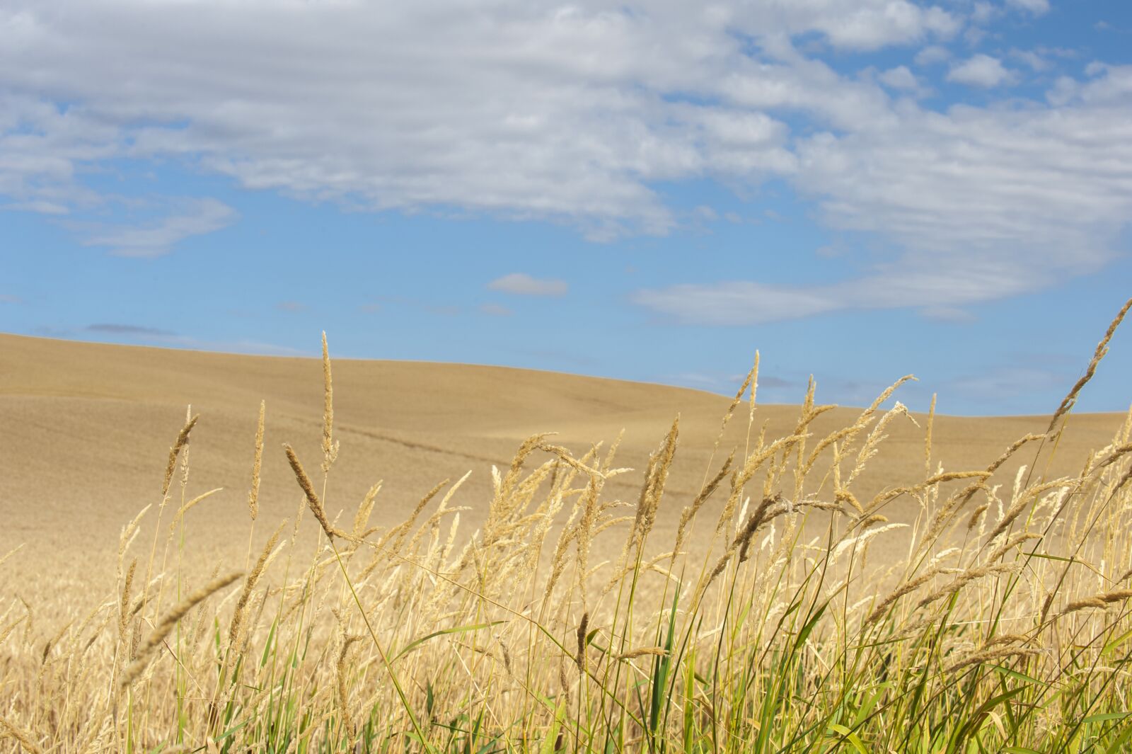Nikon D700 sample photo. Wheat, grass, field photography