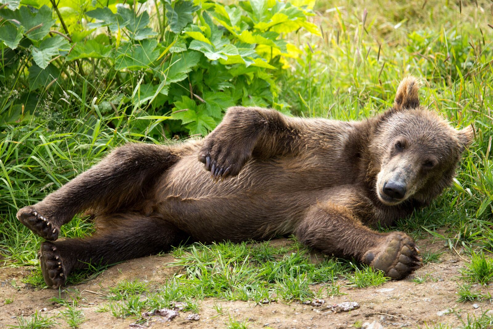 Canon EOS 6D sample photo. Kodiak, brown bear, cub photography
