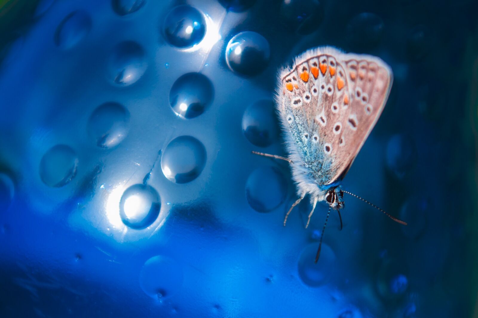 Nikon D300 sample photo. Macro, butterfly, blue photography