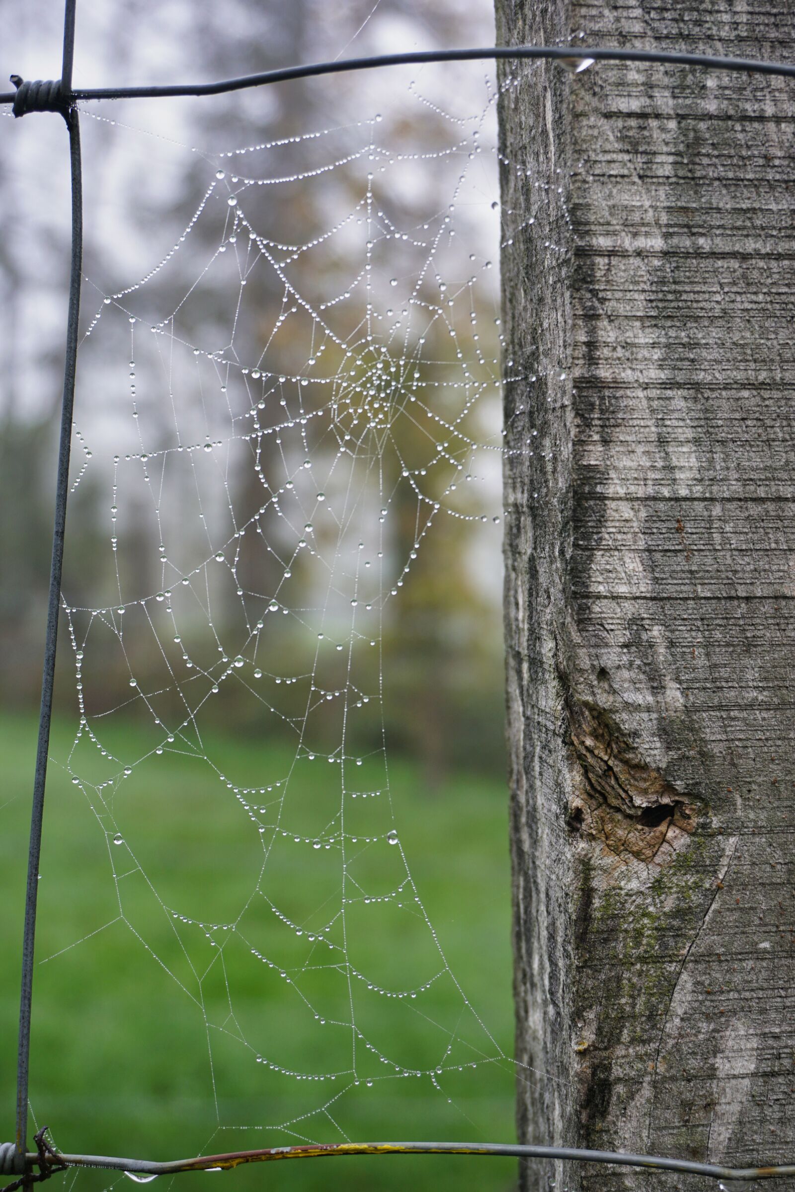 Sony a6500 sample photo. Spider webs, fence, foggy photography