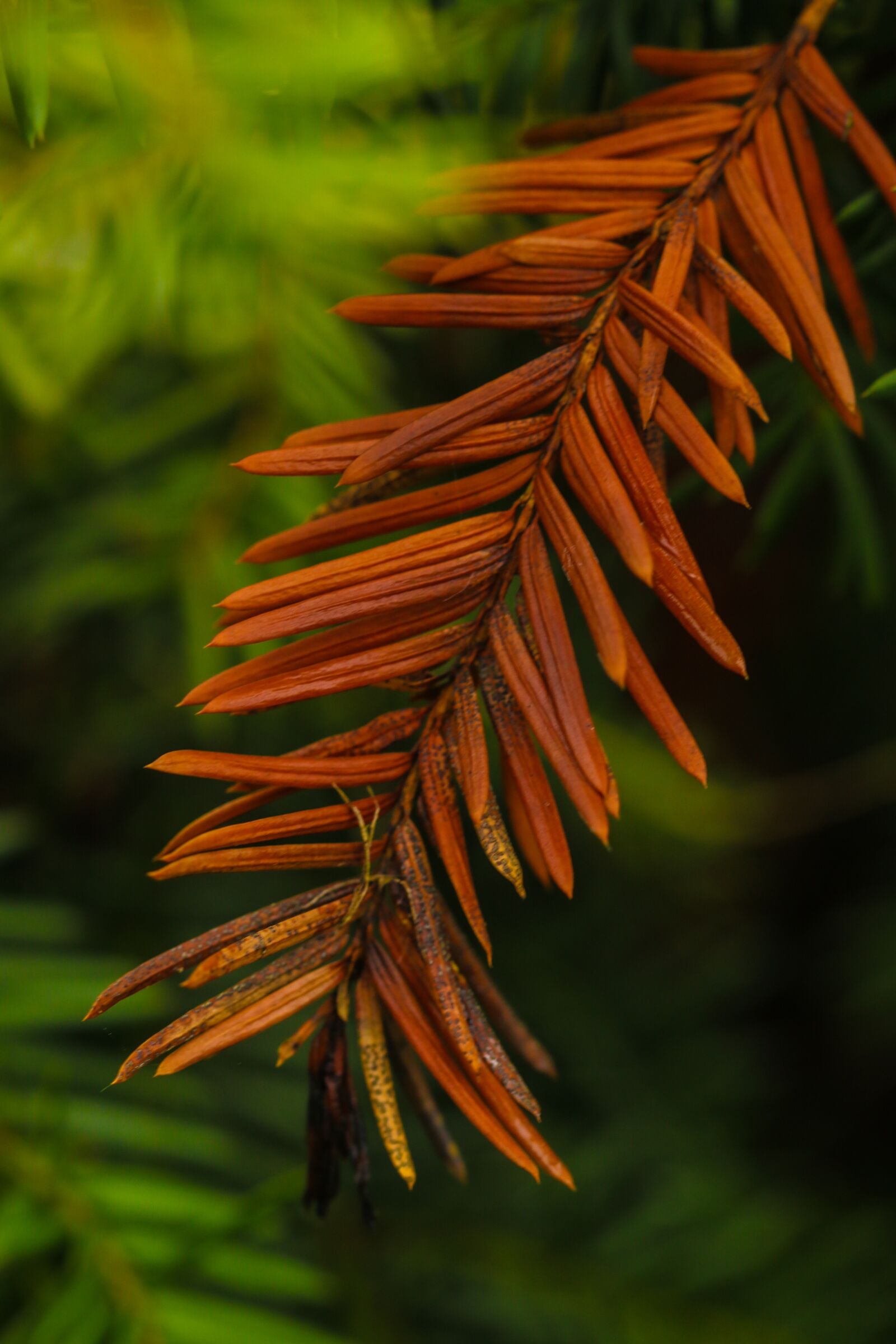 Canon EOS 7D Mark II sample photo. Pine needles, red, green photography