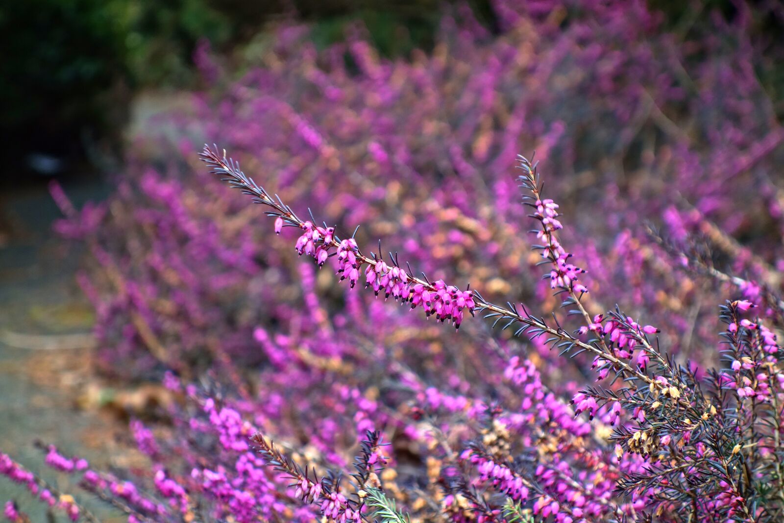 Sony Cyber-shot DSC-RX100 sample photo. Erica, pink, plant photography