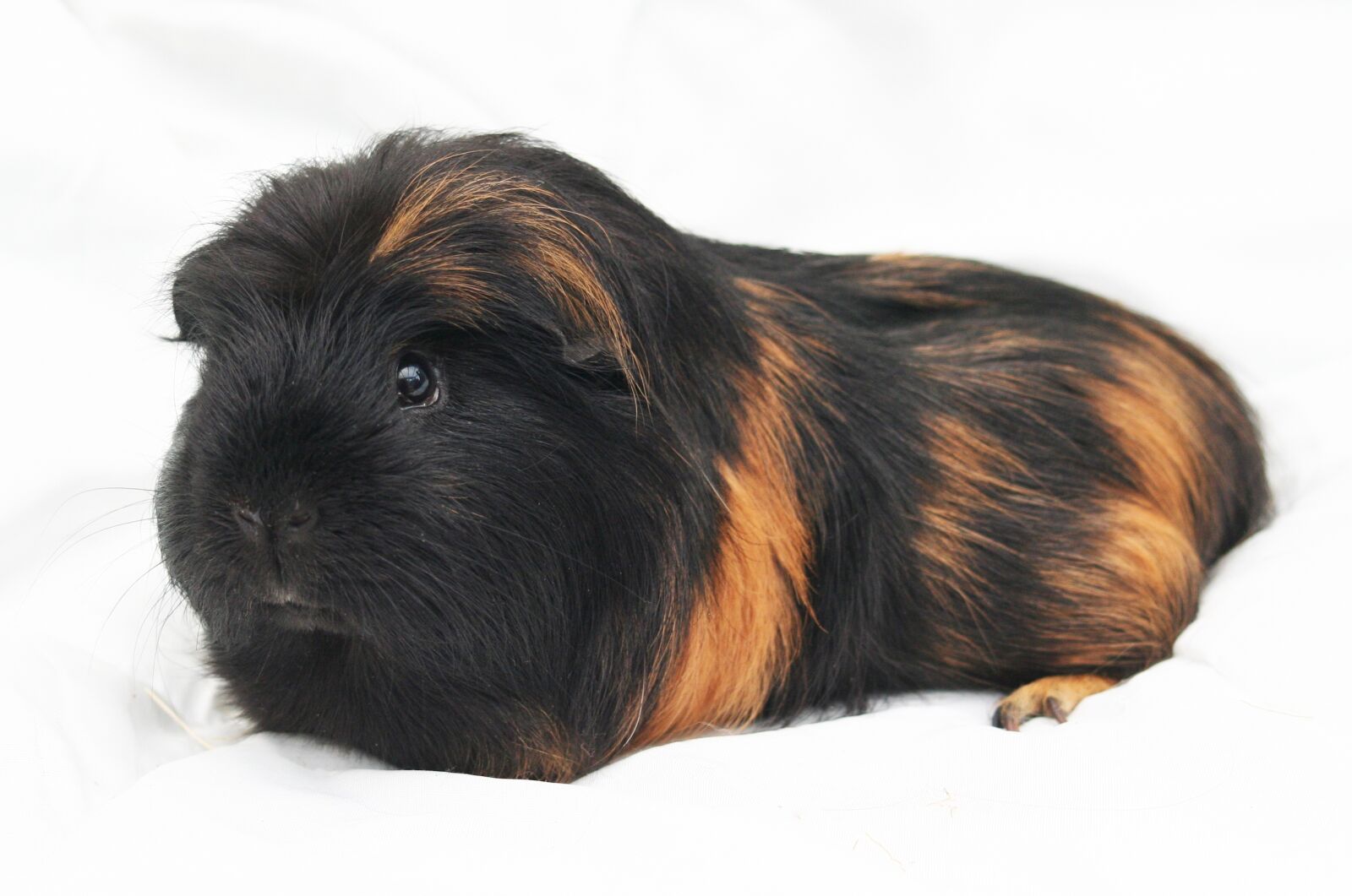 Canon EOS 350D (EOS Digital Rebel XT / EOS Kiss Digital N) sample photo. Guinea-pig, cavy, rodent photography