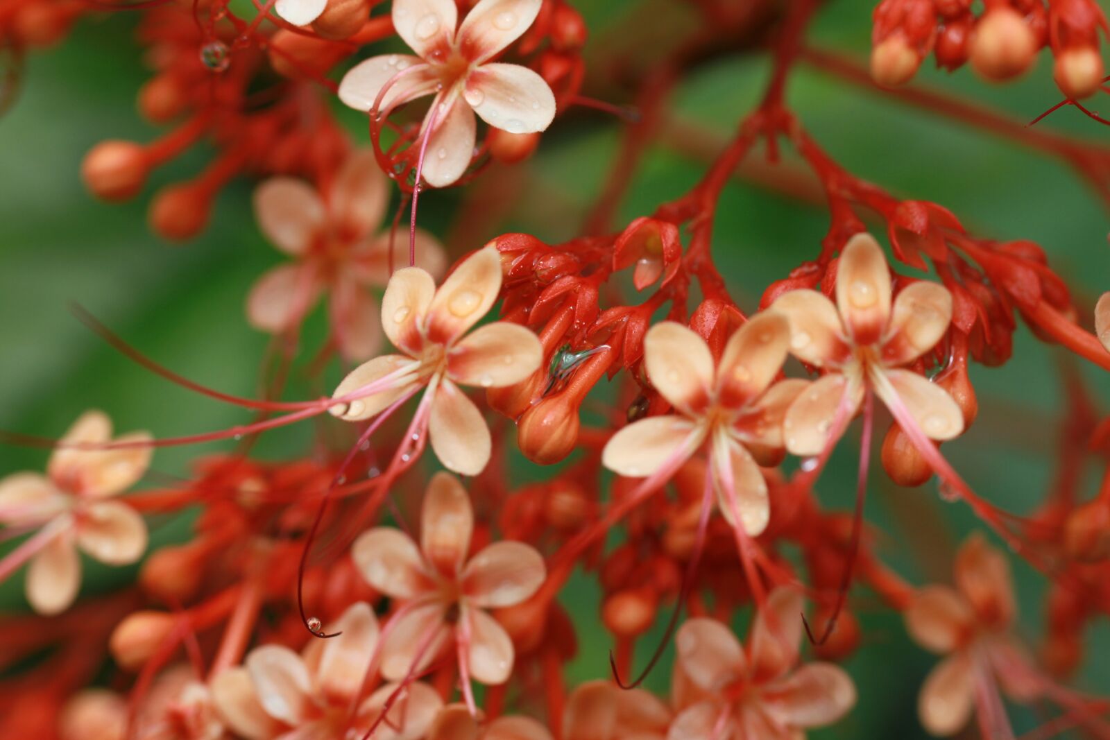 Canon EOS 7D sample photo. Bunch, flowers, red photography