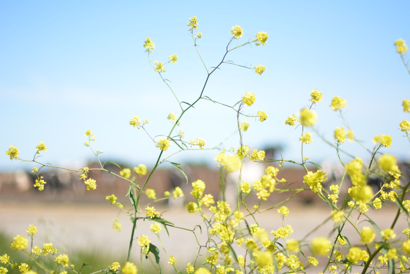 Nikon D5200 sample photo. Yellow, flowers, sunshine photography
