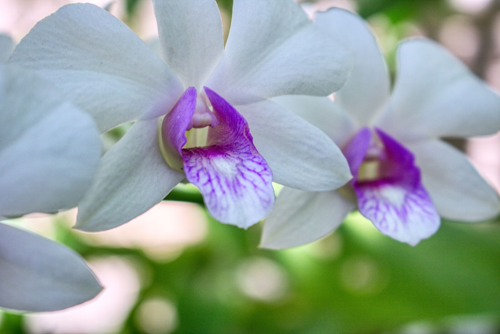 Canon EOS 750D (EOS Rebel T6i / EOS Kiss X8i) sample photo. Closeup, bloom, orchid photography
