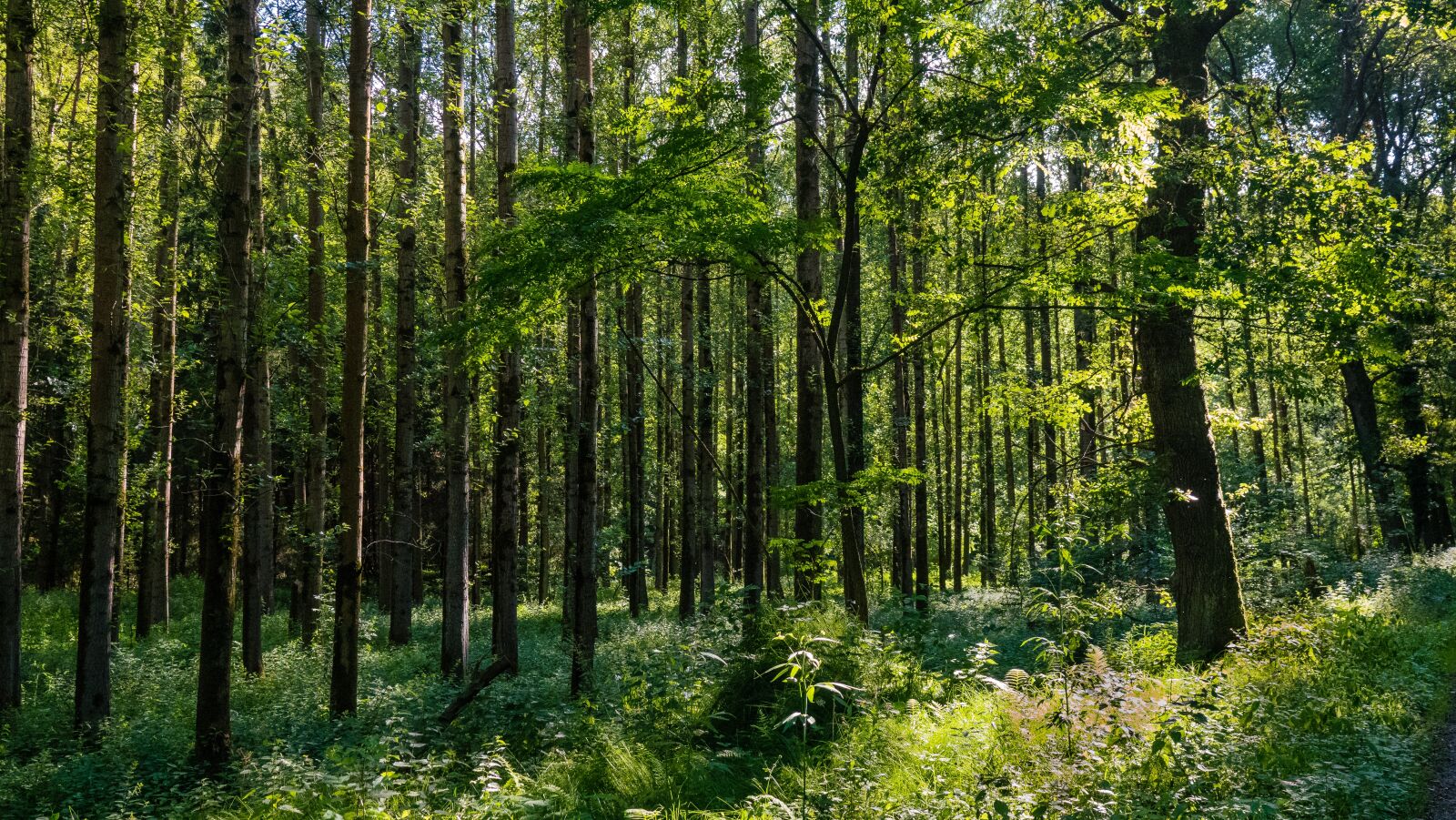 Sony Cyber-shot DSC-RX10 IV sample photo. Poplar forest, green, forest photography