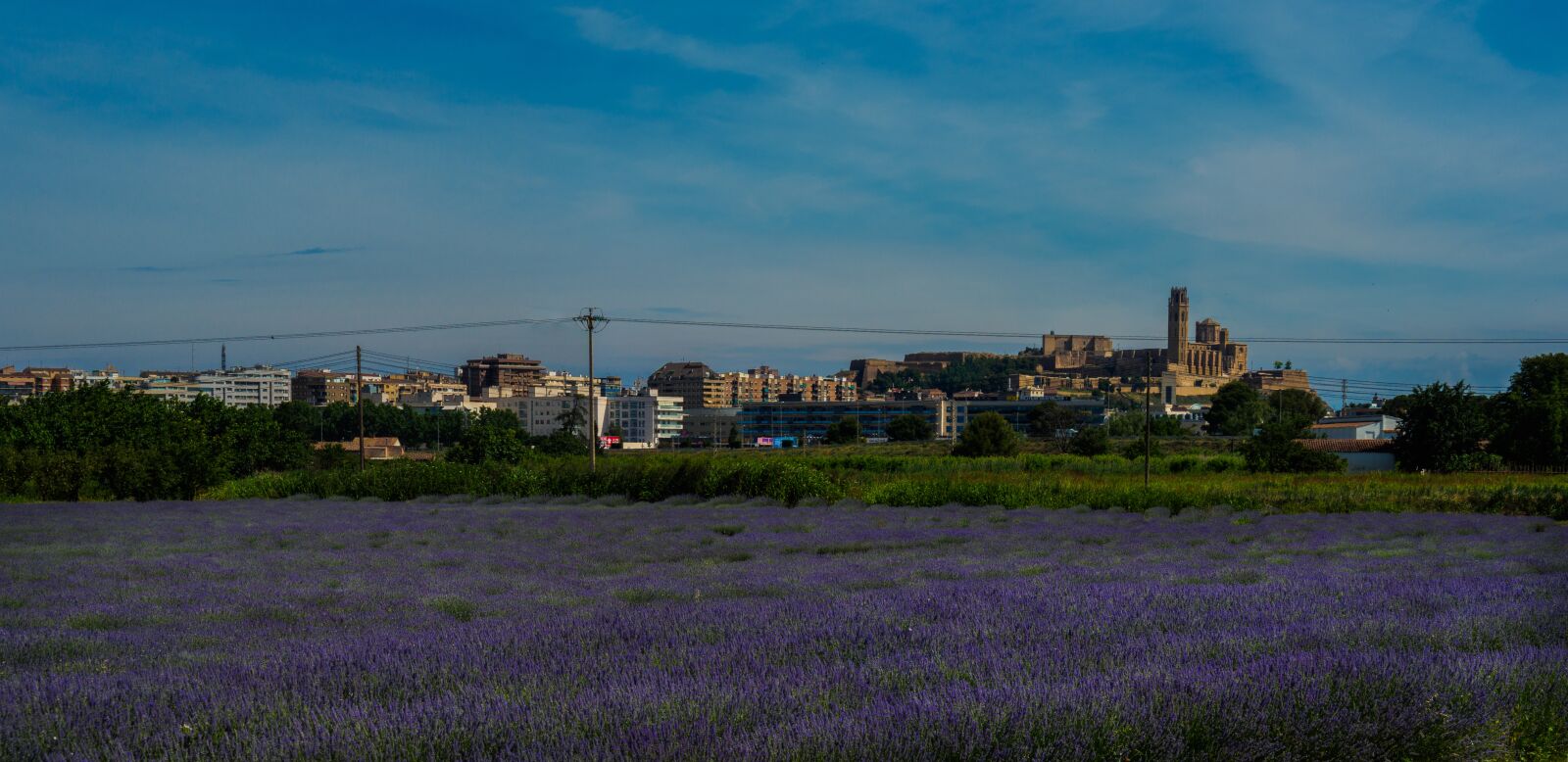 Olympus OM-D E-M5 II sample photo. Lleida, lavender, flowers photography