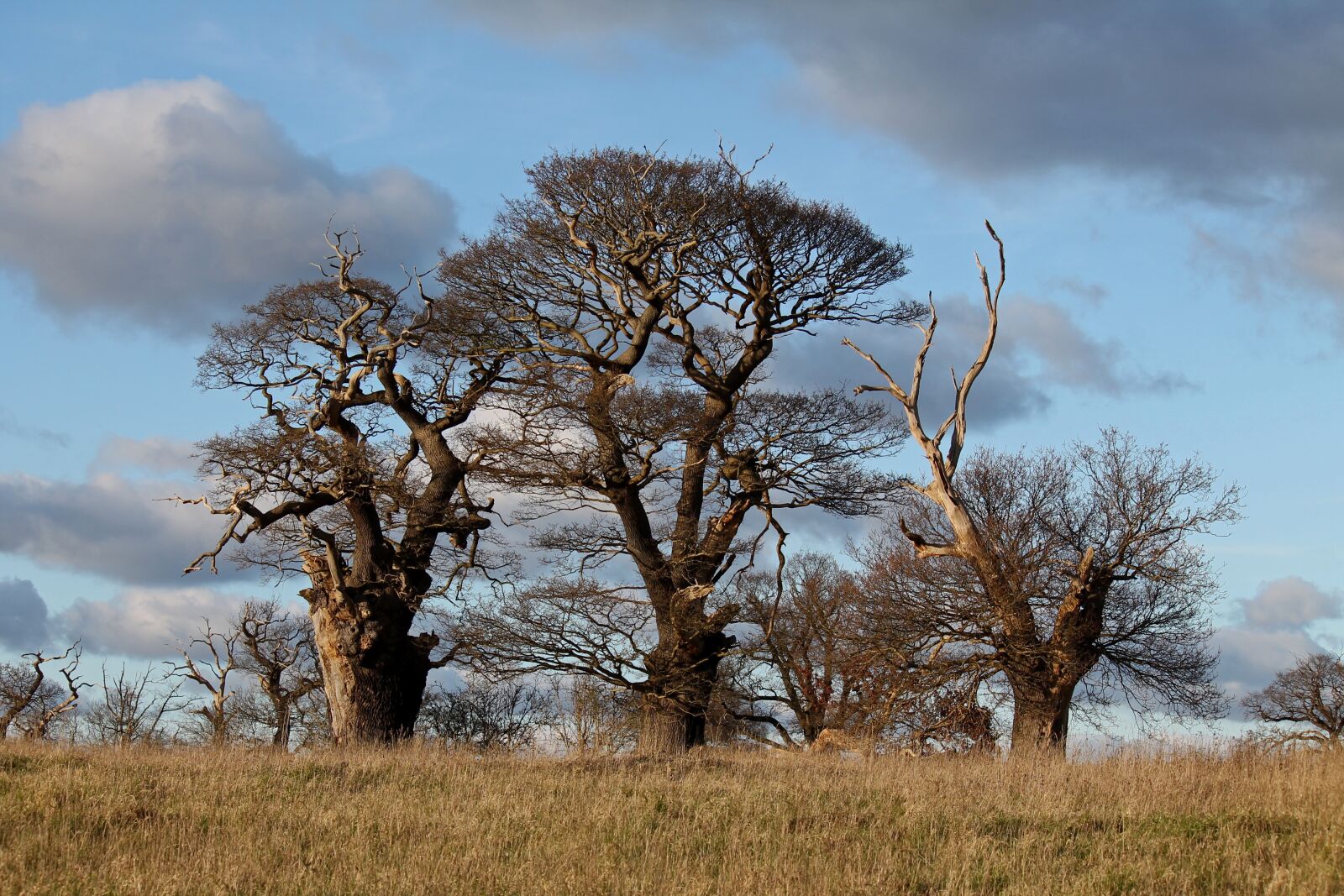 Canon EOS 1100D (EOS Rebel T3 / EOS Kiss X50) sample photo. Oak, ancient woodland, nature photography