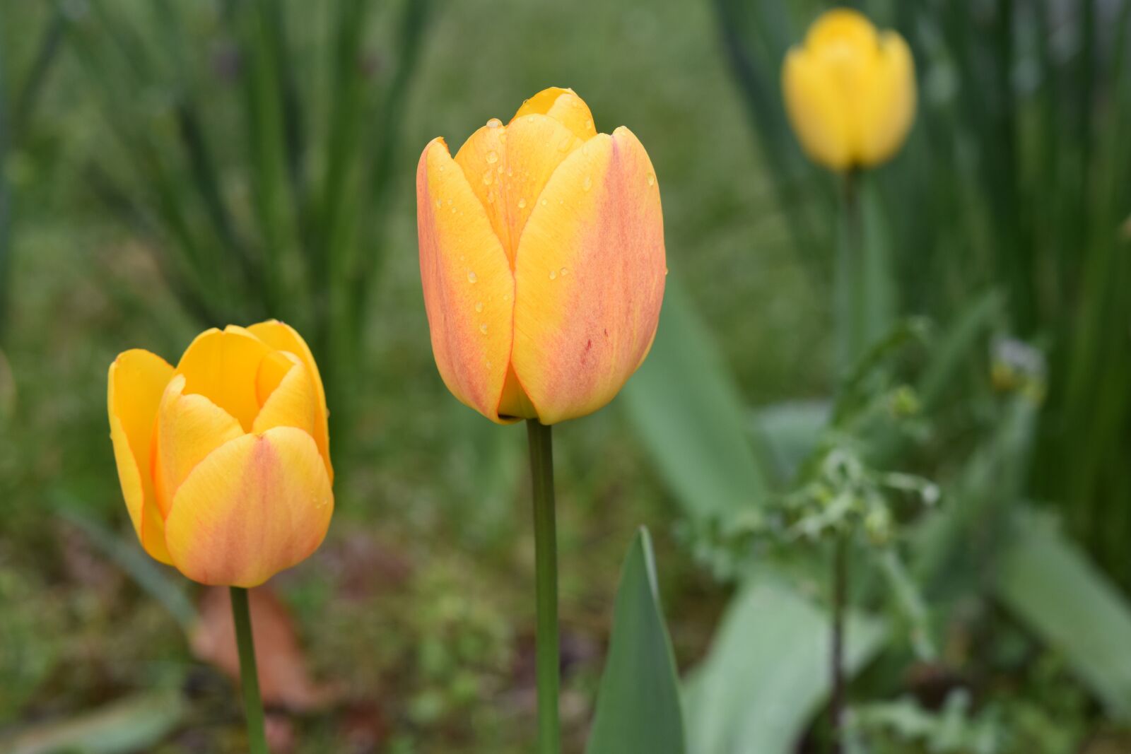Nikon D5600 sample photo. Flower, tulips, tulip yellow photography